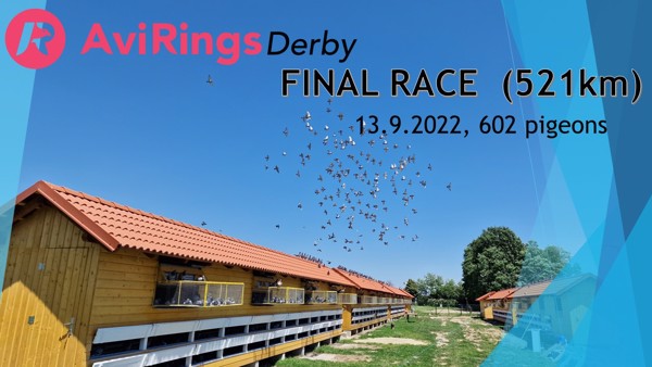 Final race, AviRings Derby 2022, 13.9.2022 - some photo moments from the loft location