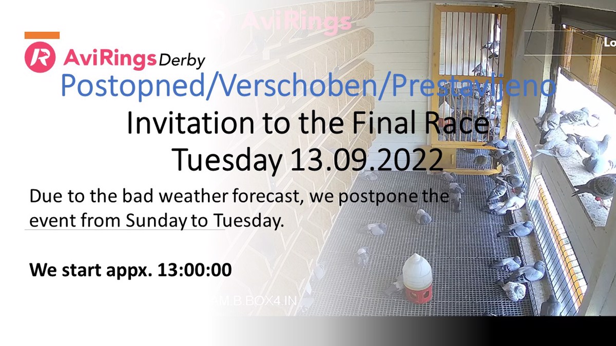 AviRings Derby Final Race