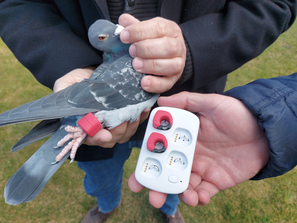 Testing of the GPS pigeon rings