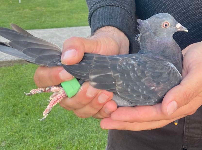 Најбољи летач текирче дуз СРБ 953-10-46-25