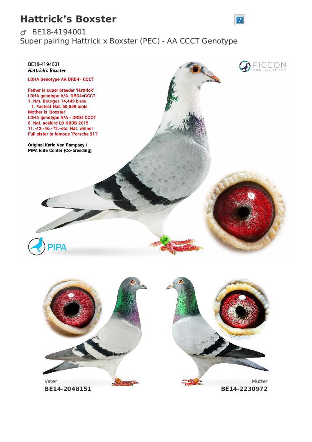 Pigeon summary image