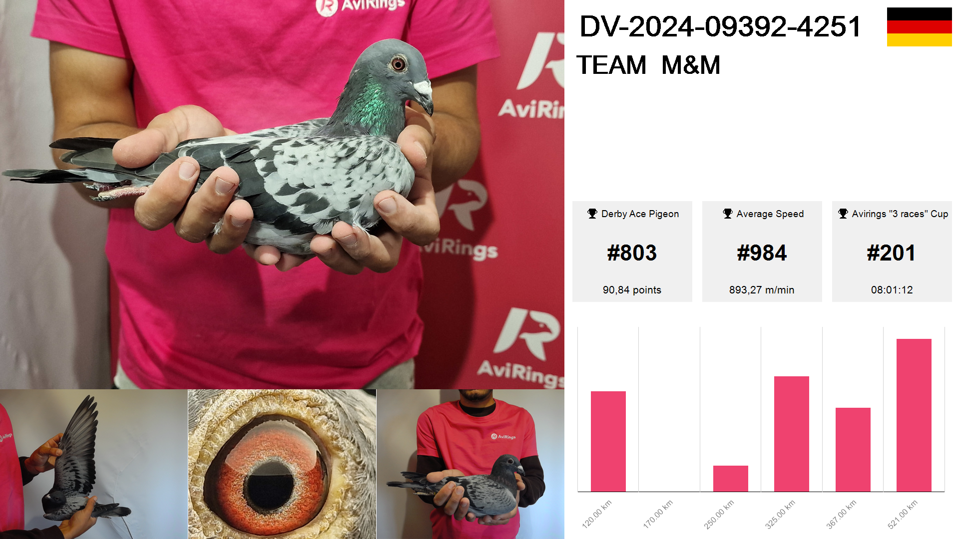 Pigeon summary image