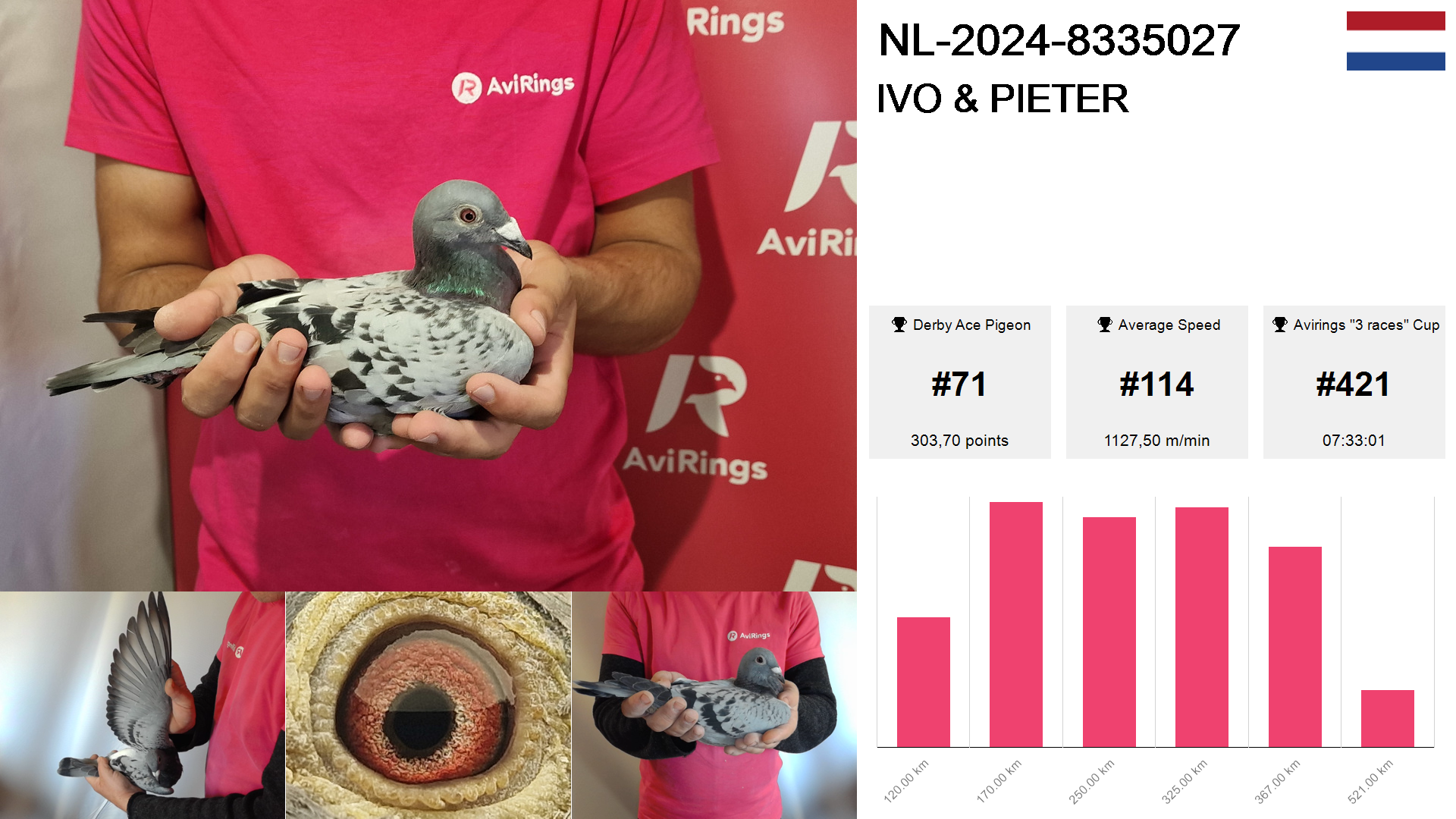 Pigeon summary image