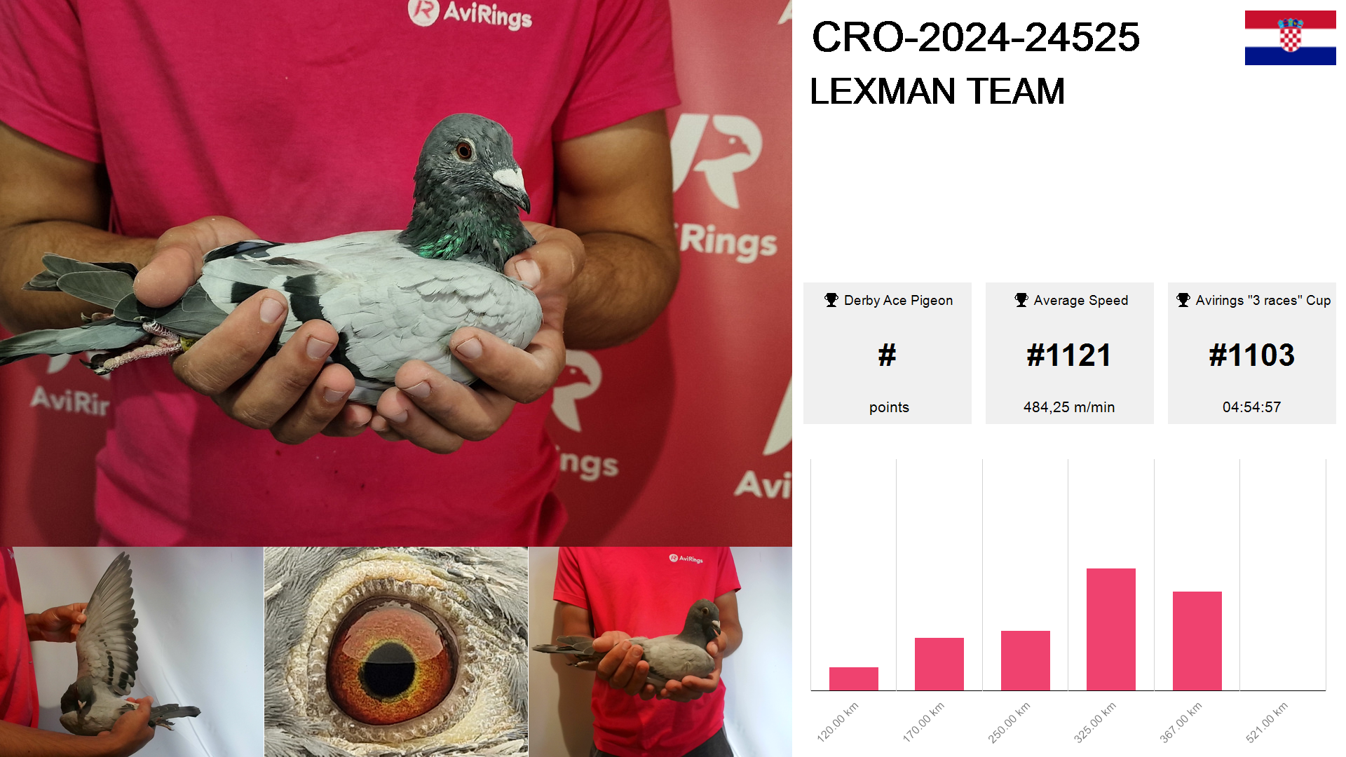 Pigeon summary image