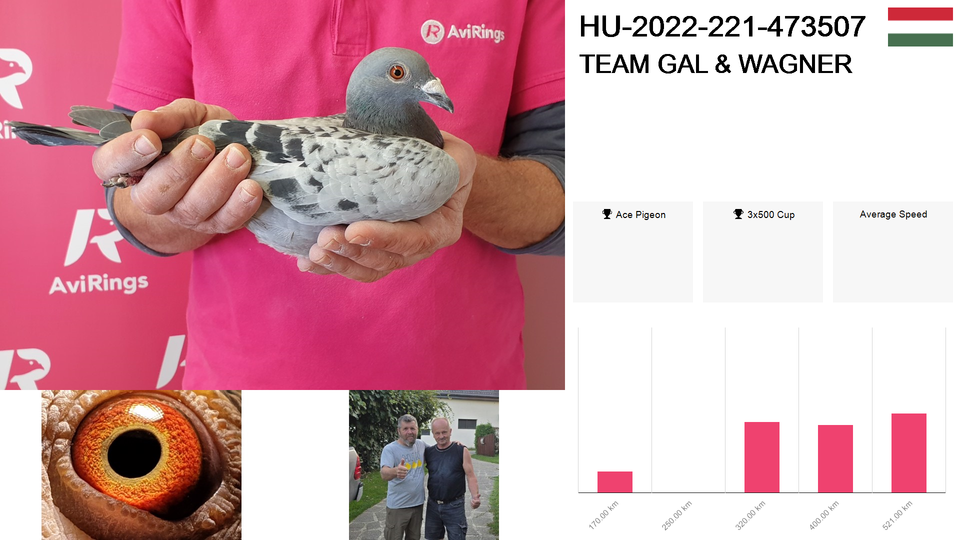 Pigeon summary image
