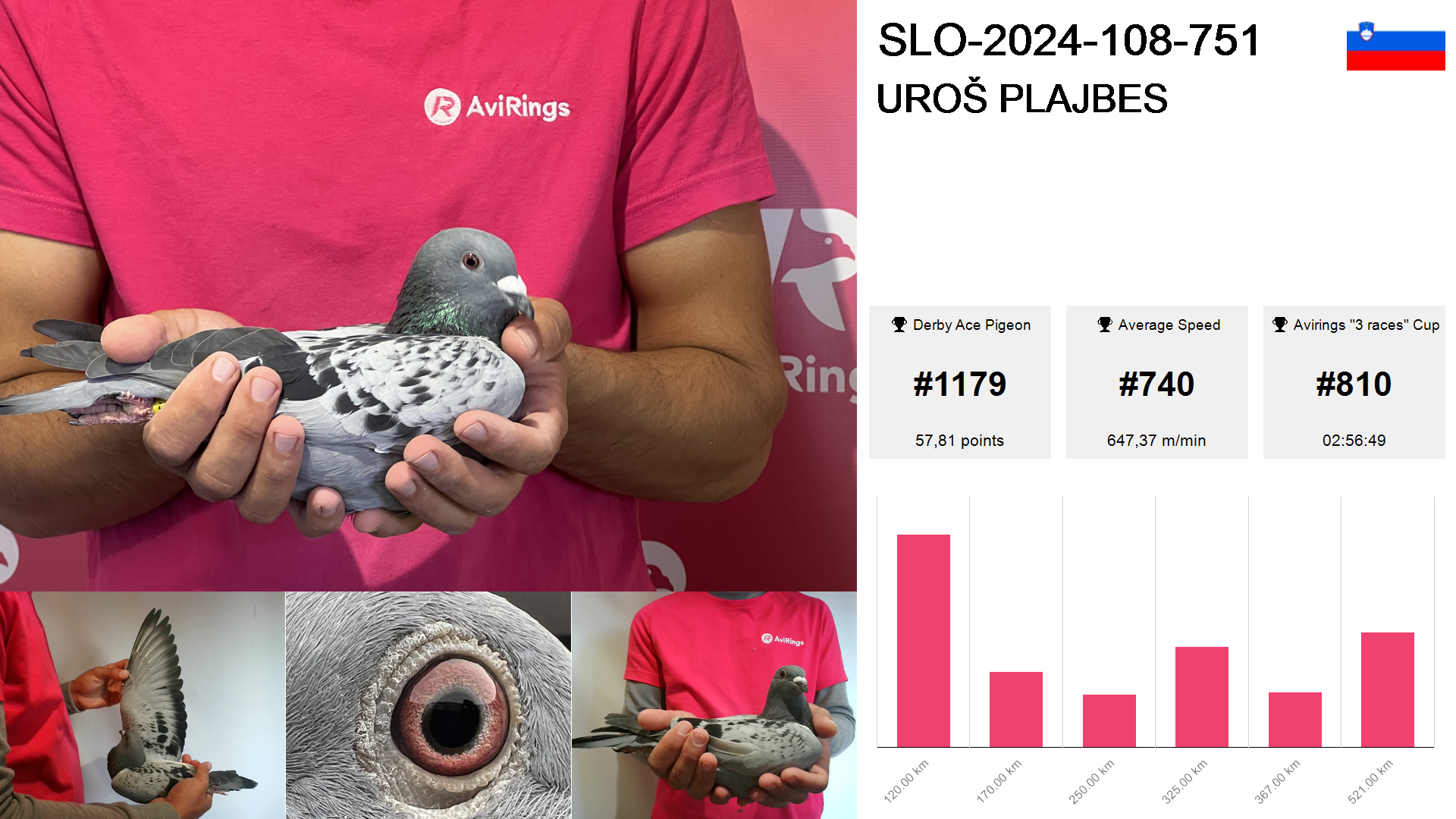 Pigeon summary image