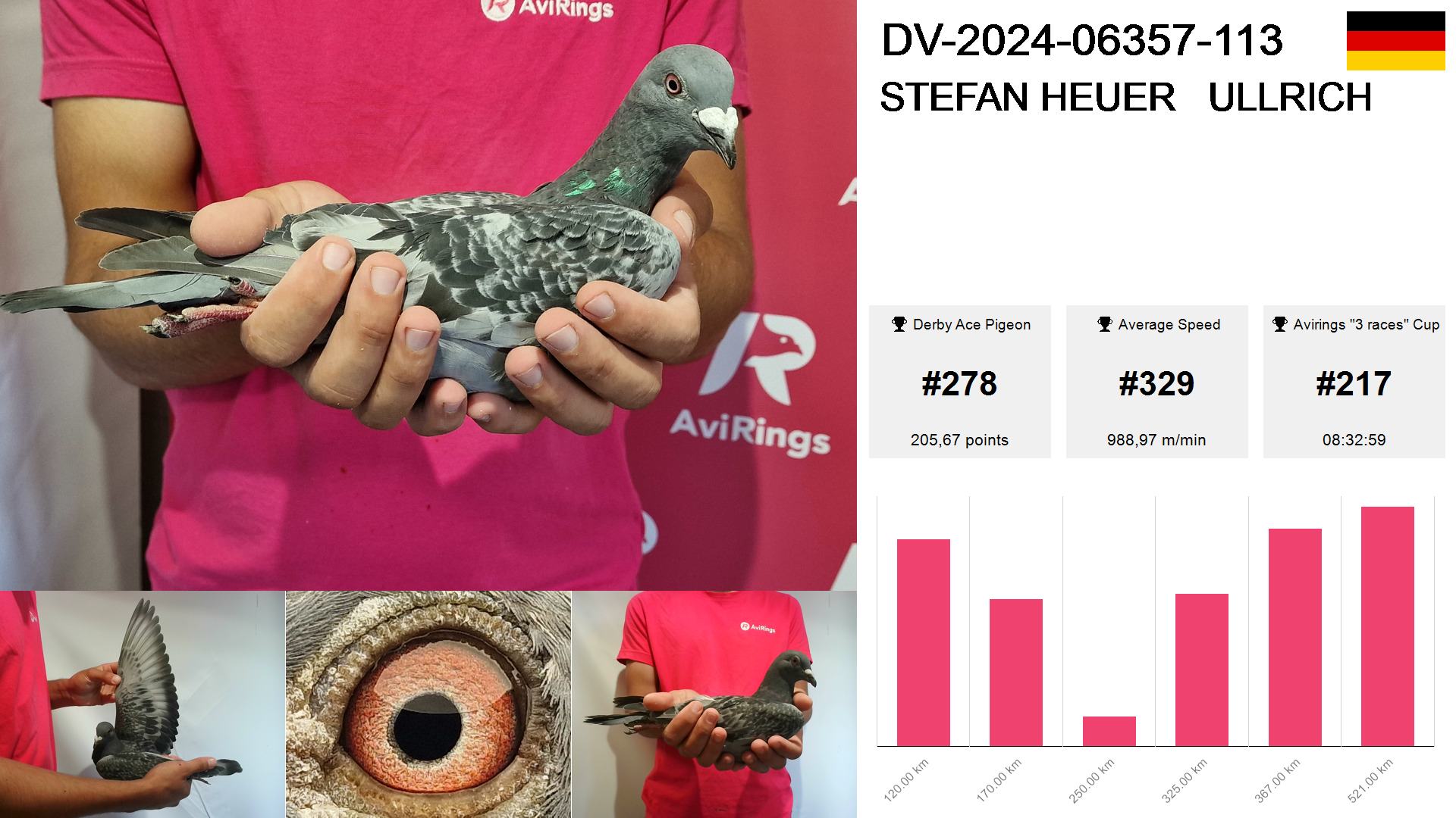 Pigeon summary image