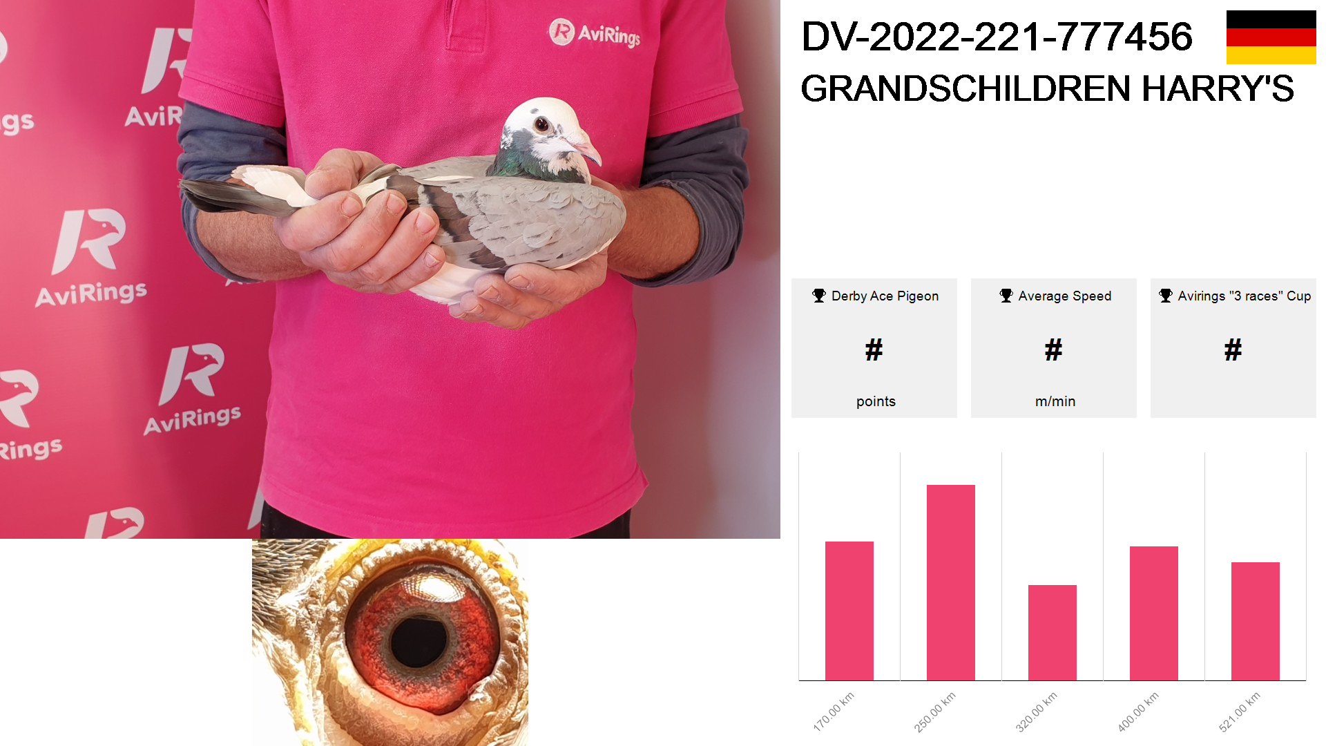 Pigeon summary image