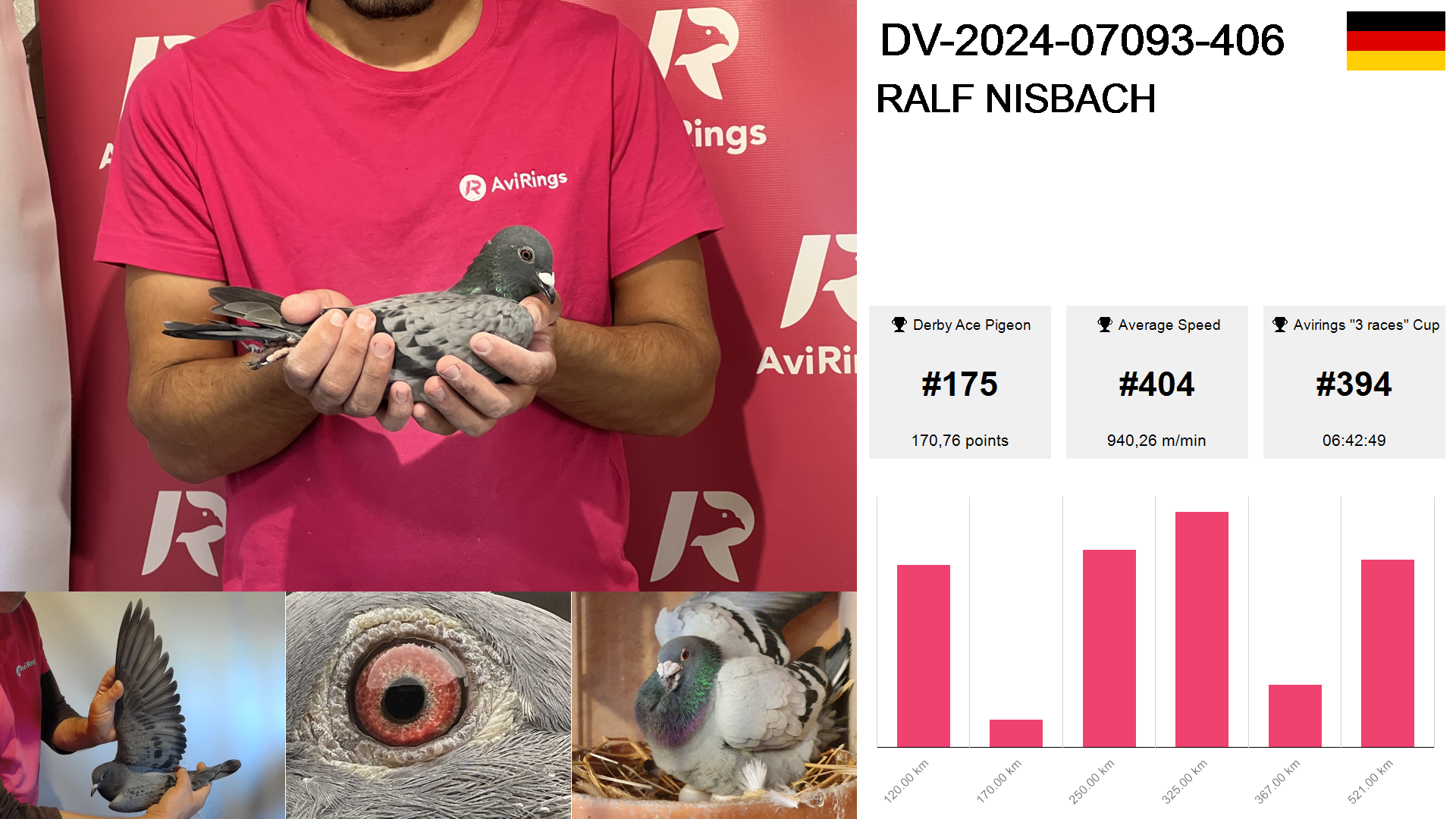 Pigeon summary image