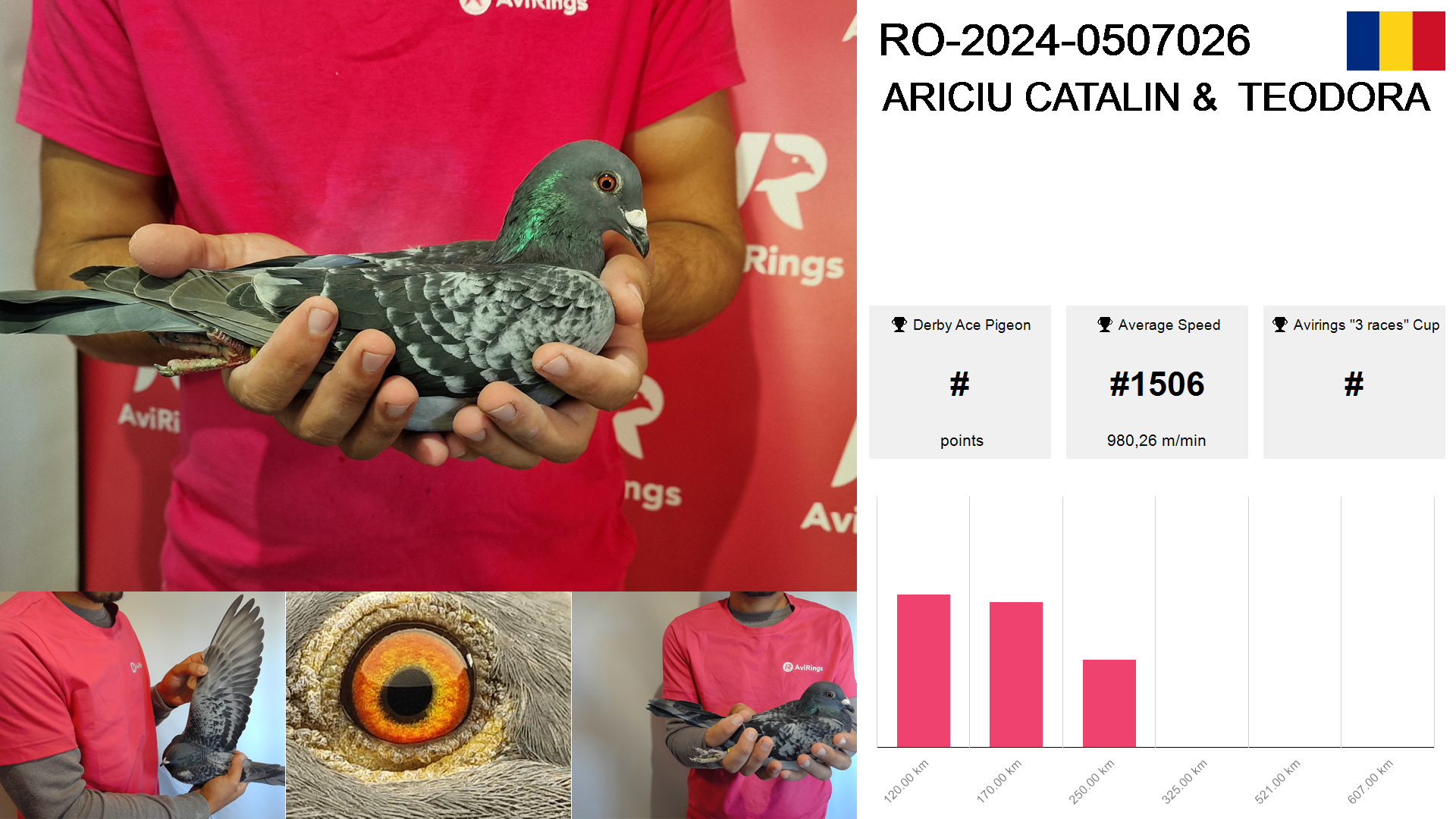 Pigeon summary image