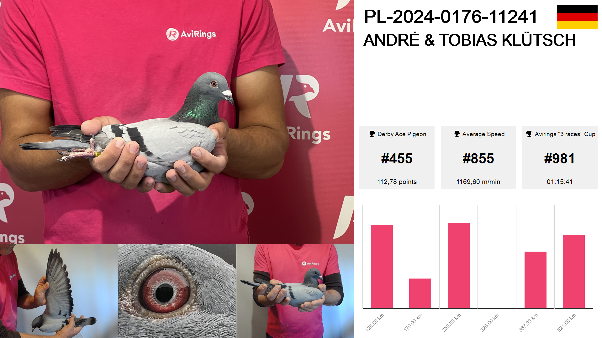 Pigeon summary image