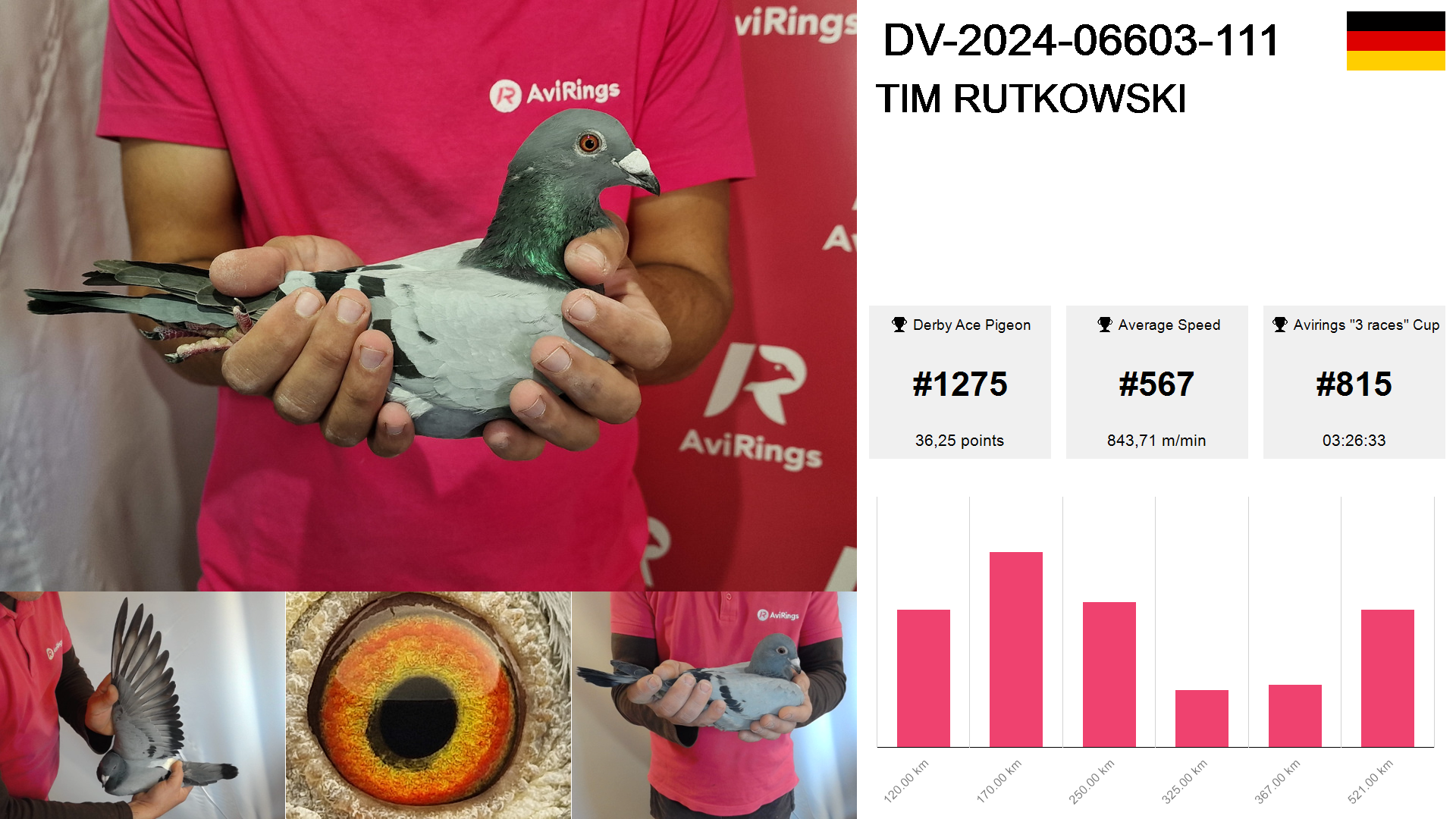 Pigeon summary image