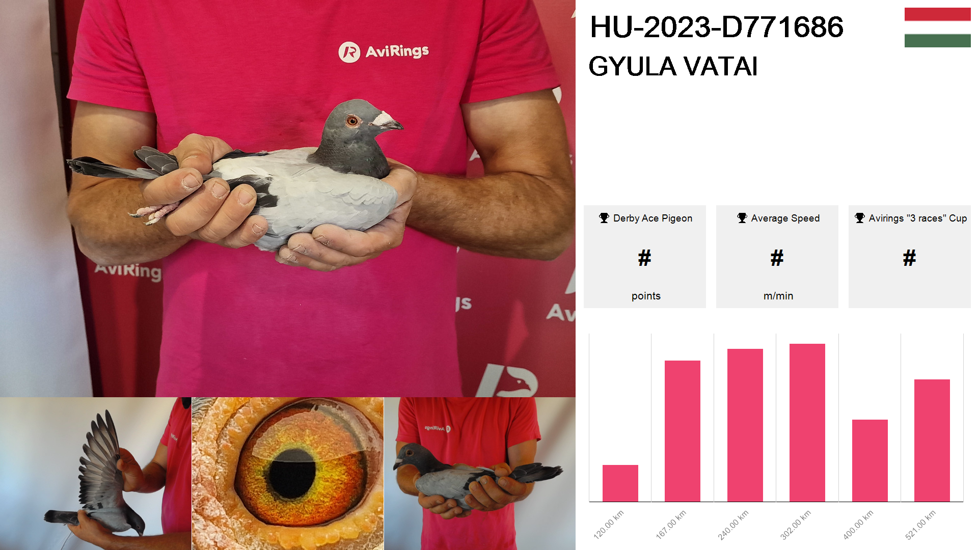 Pigeon summary image