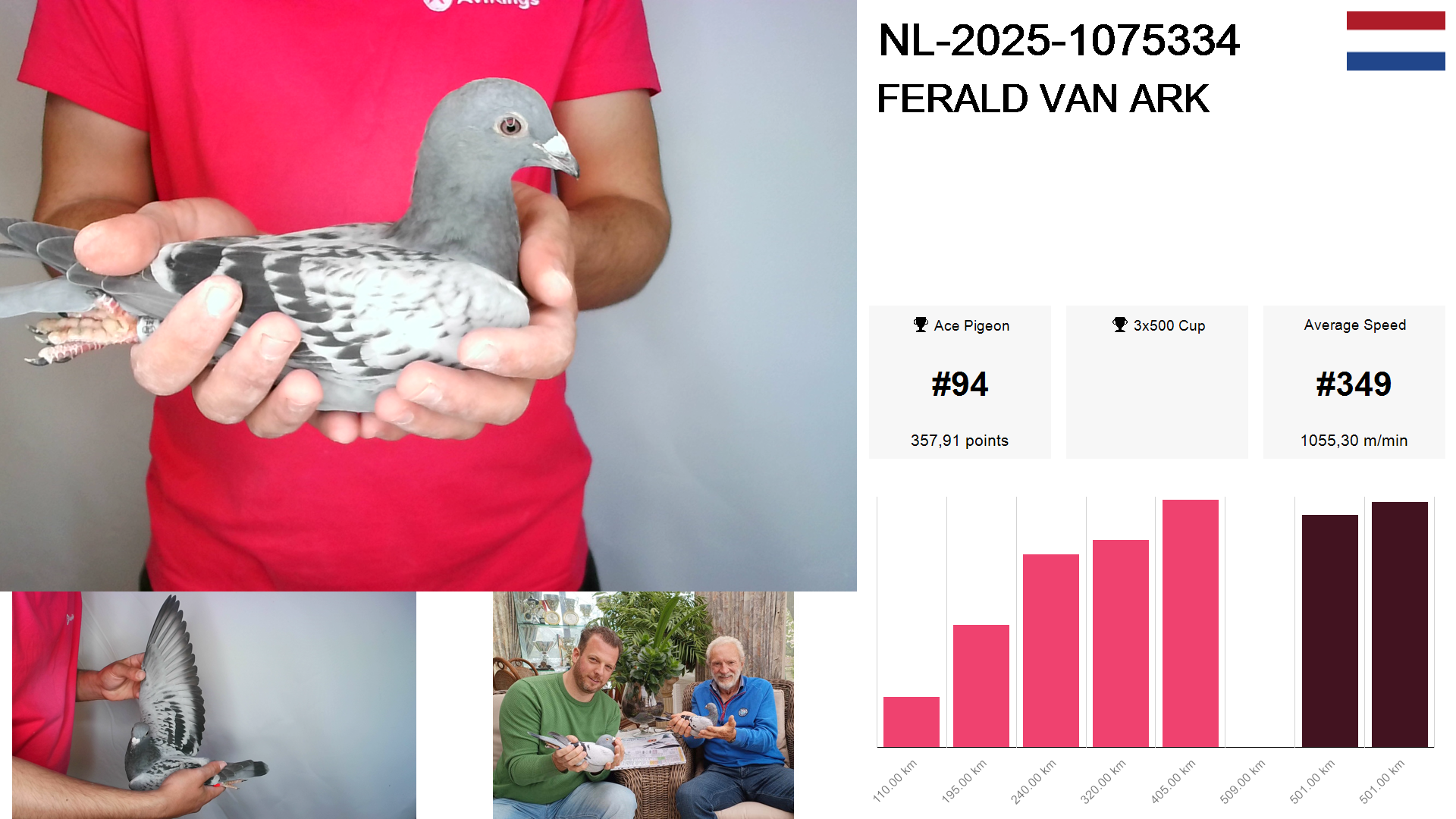 Pigeon summary image