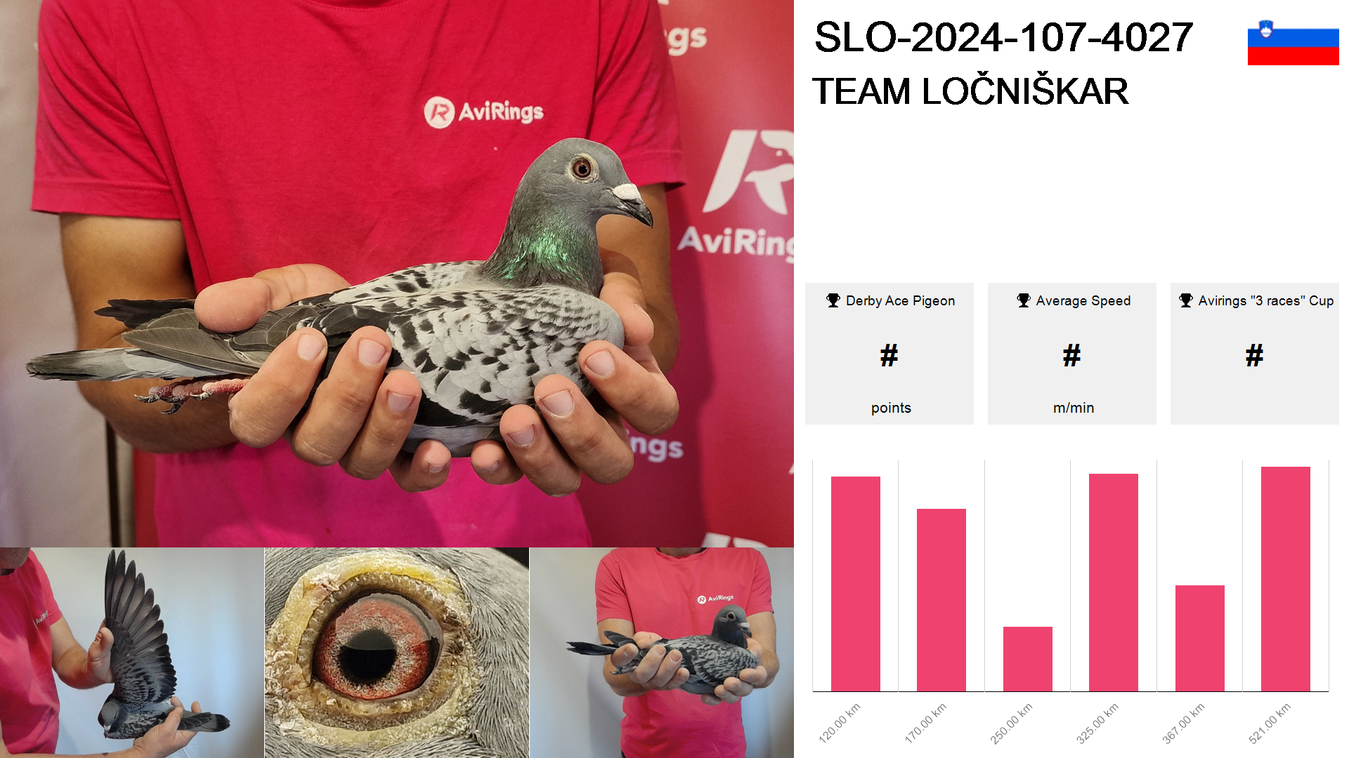 Pigeon summary image