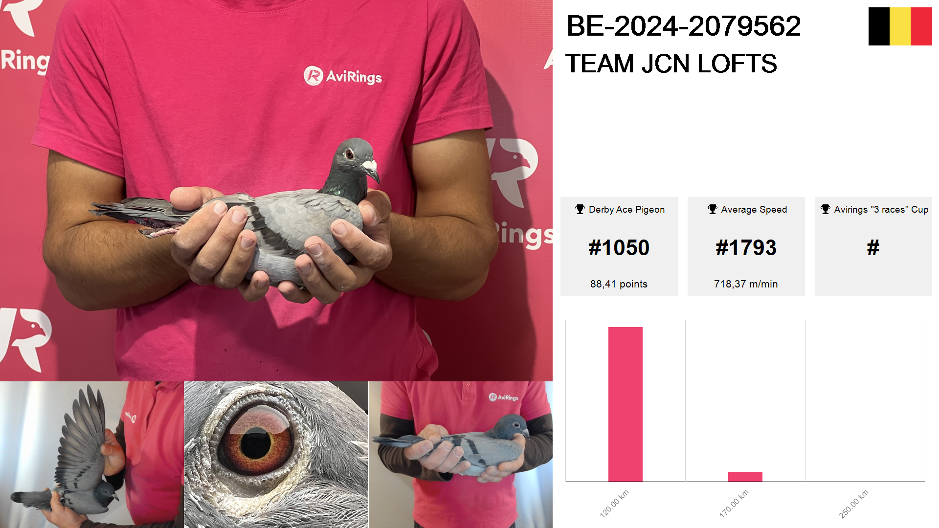 Pigeon summary image