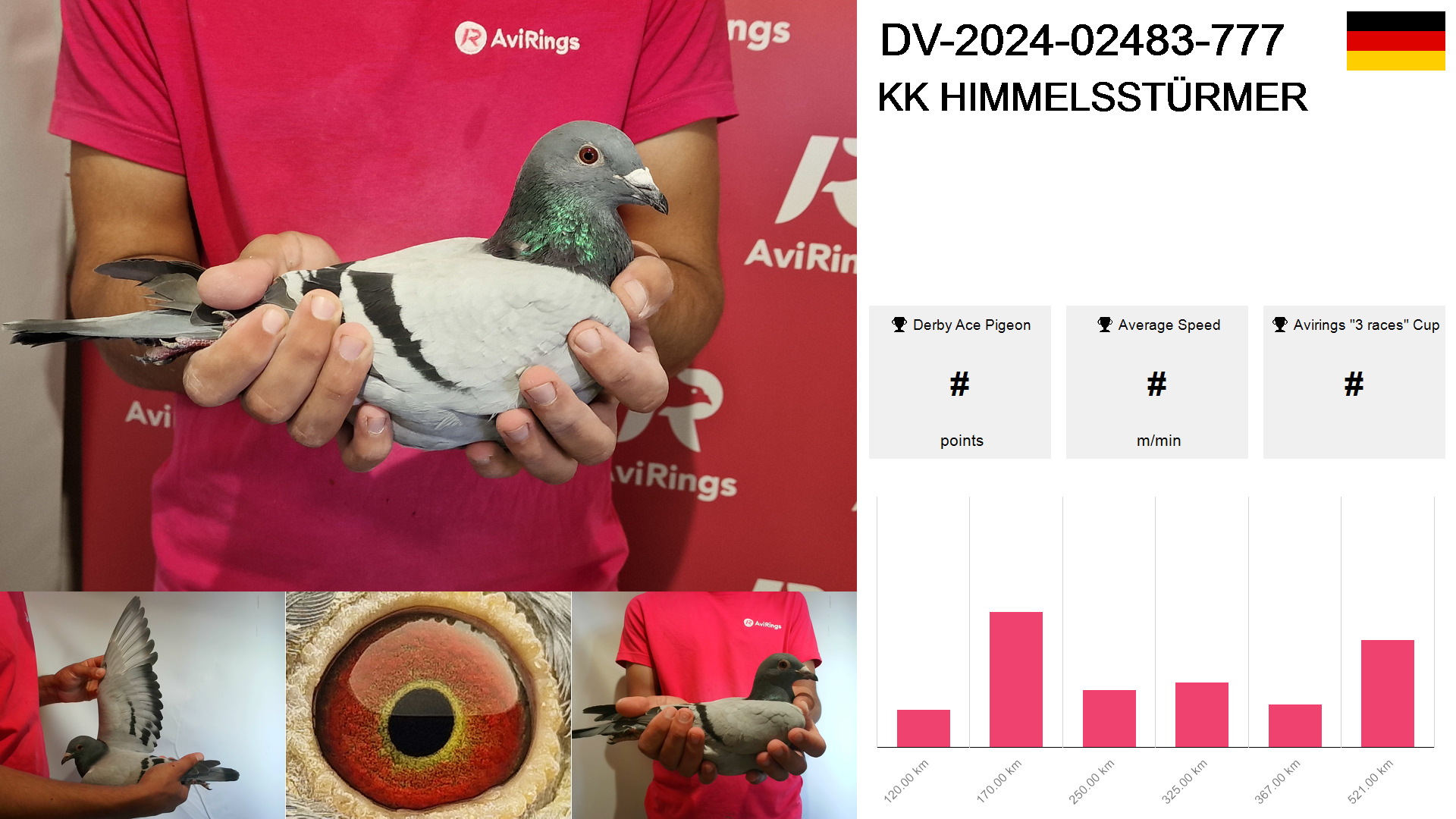 Pigeon summary image