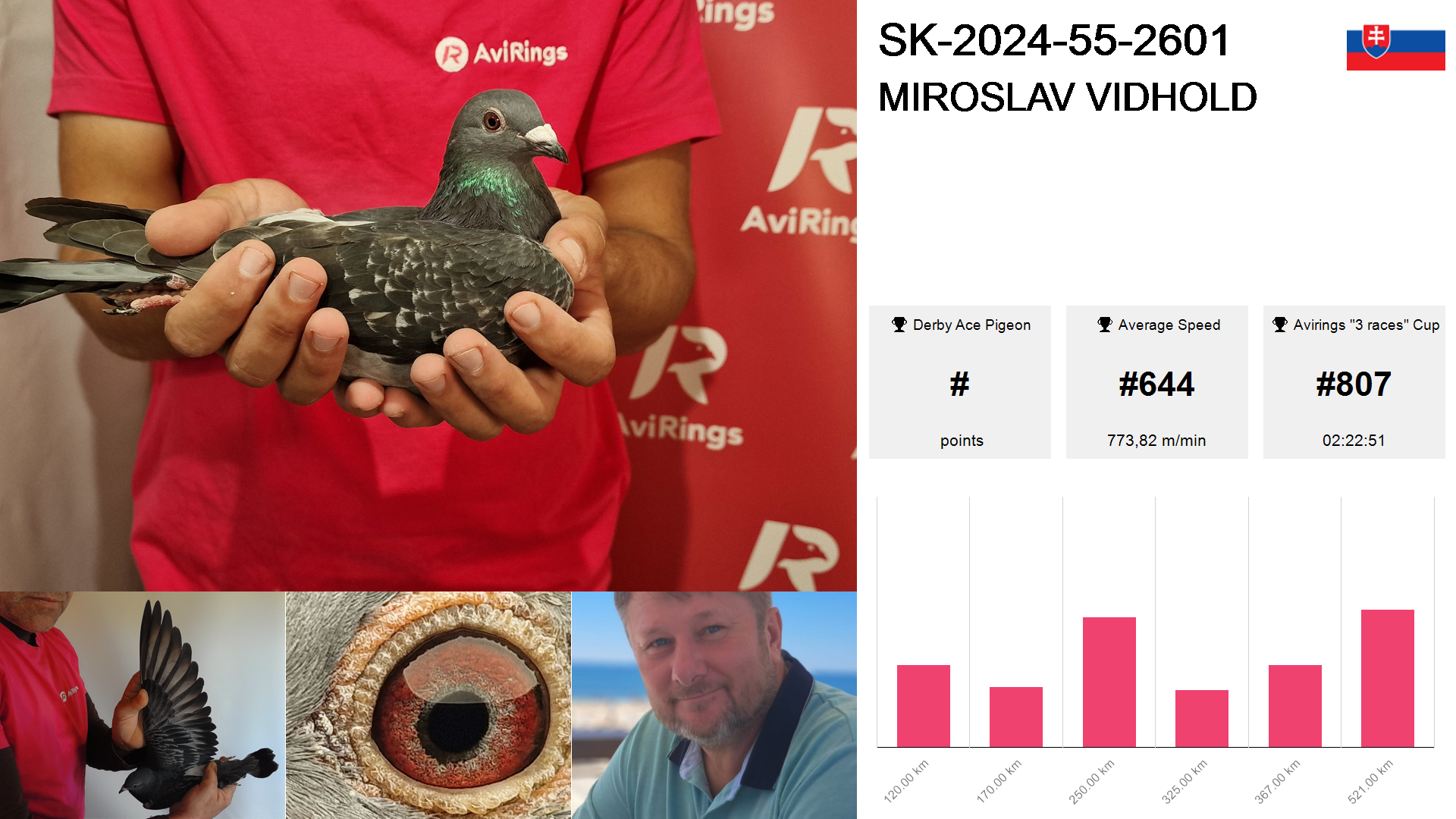 Pigeon summary image