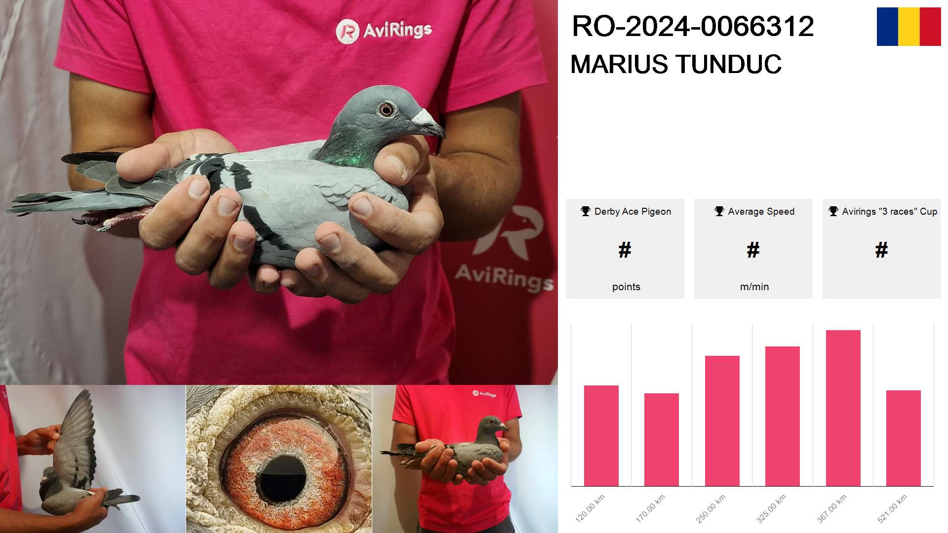 Pigeon summary image