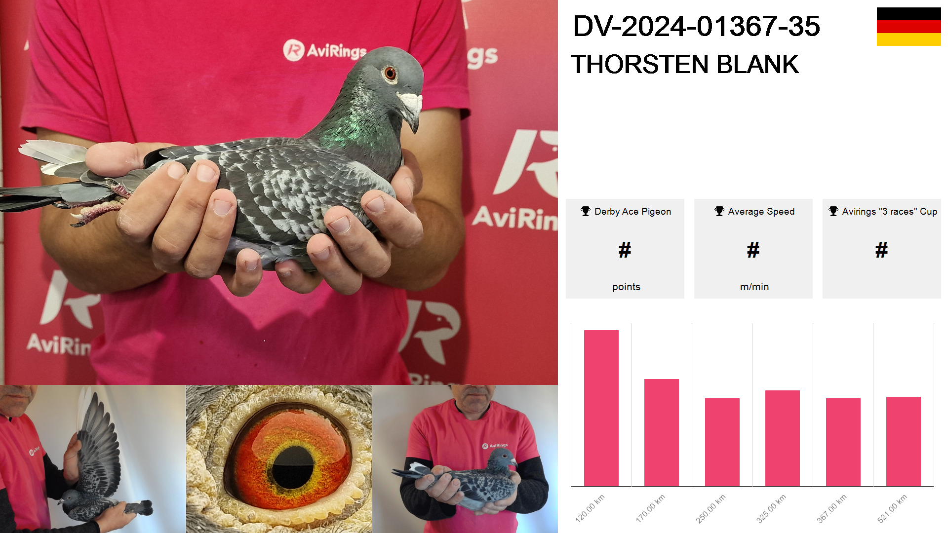 Pigeon summary image