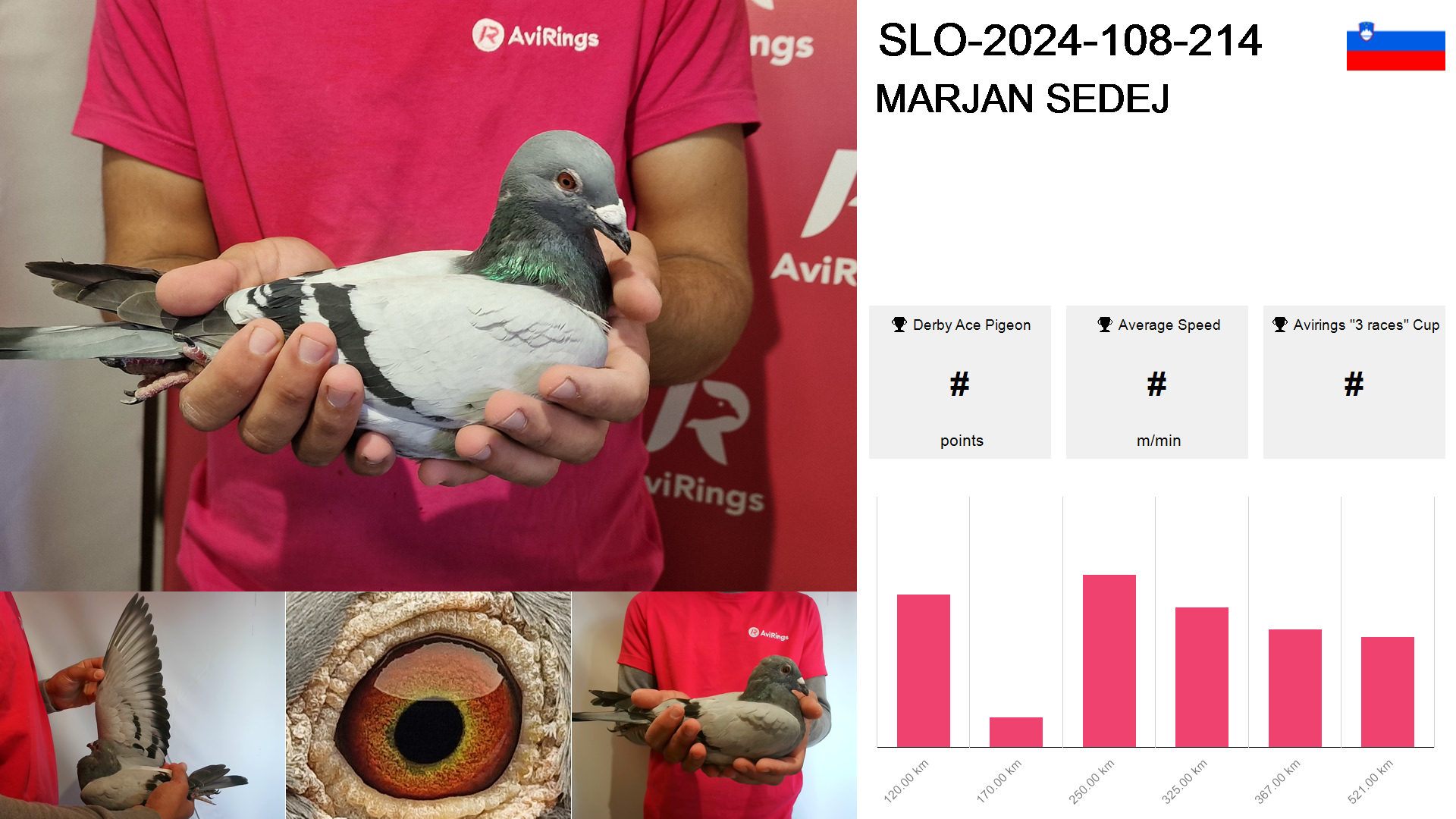 Pigeon summary image