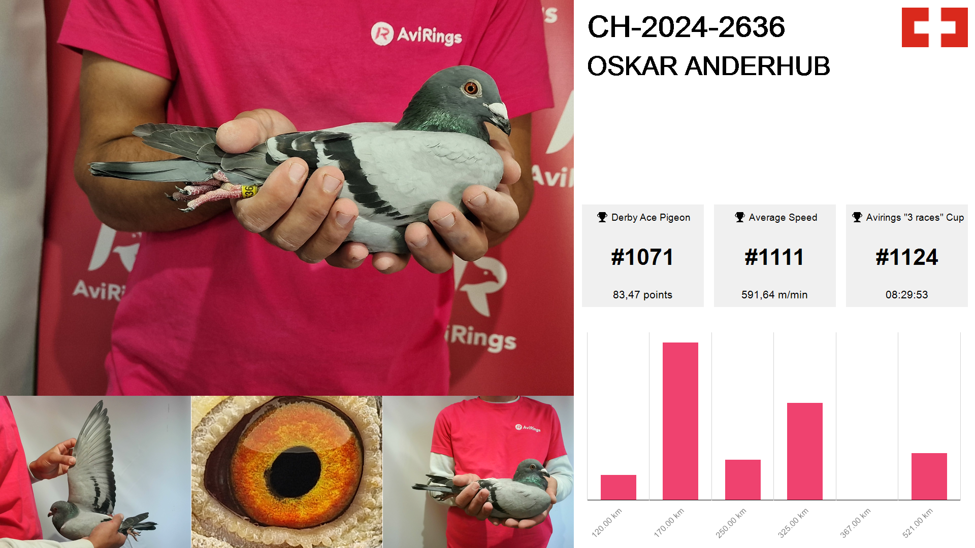 Pigeon summary image