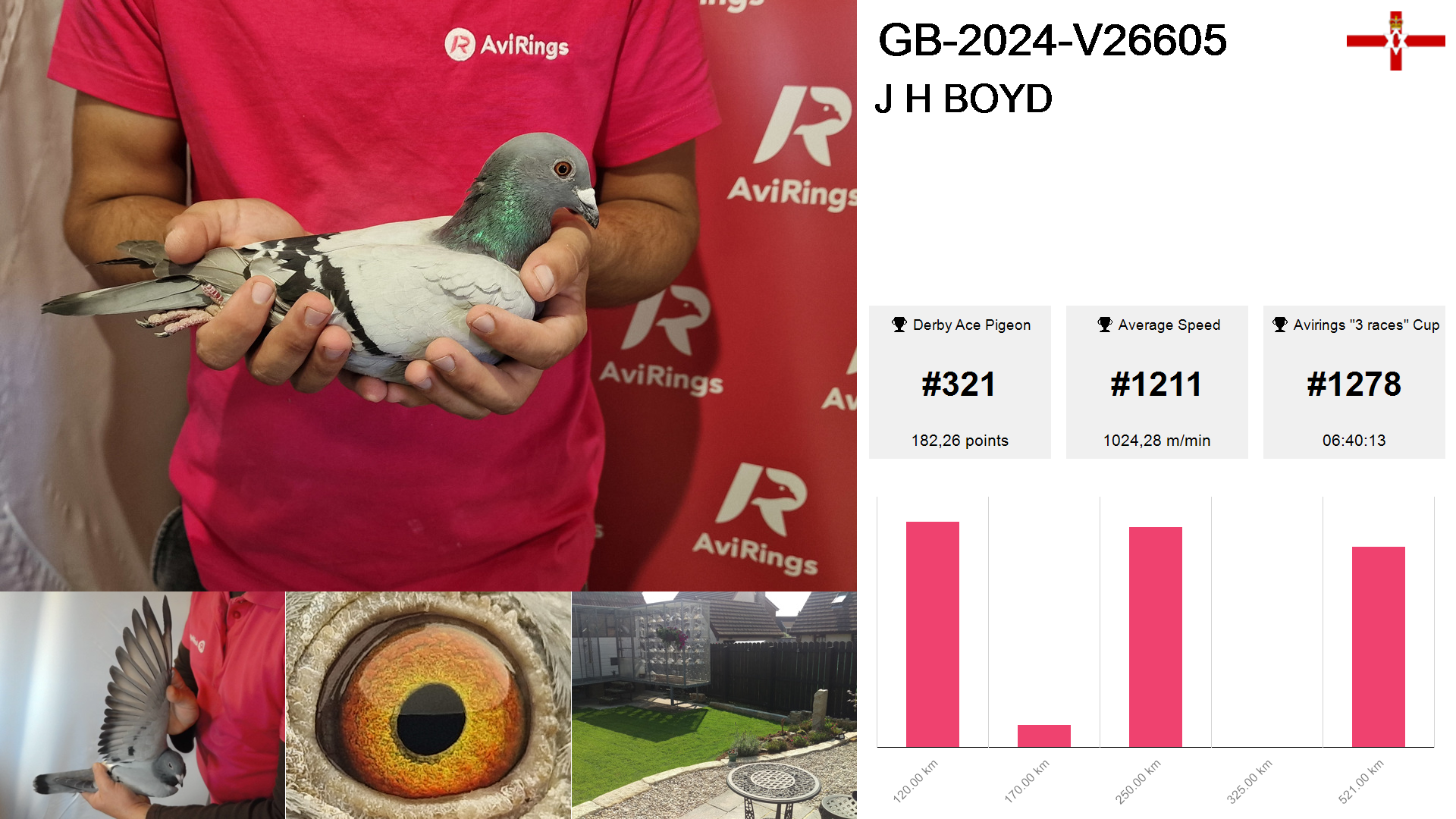 Pigeon summary image