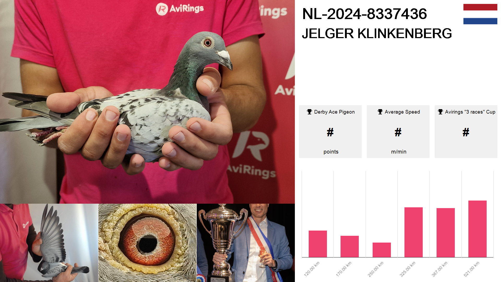 Pigeon summary image