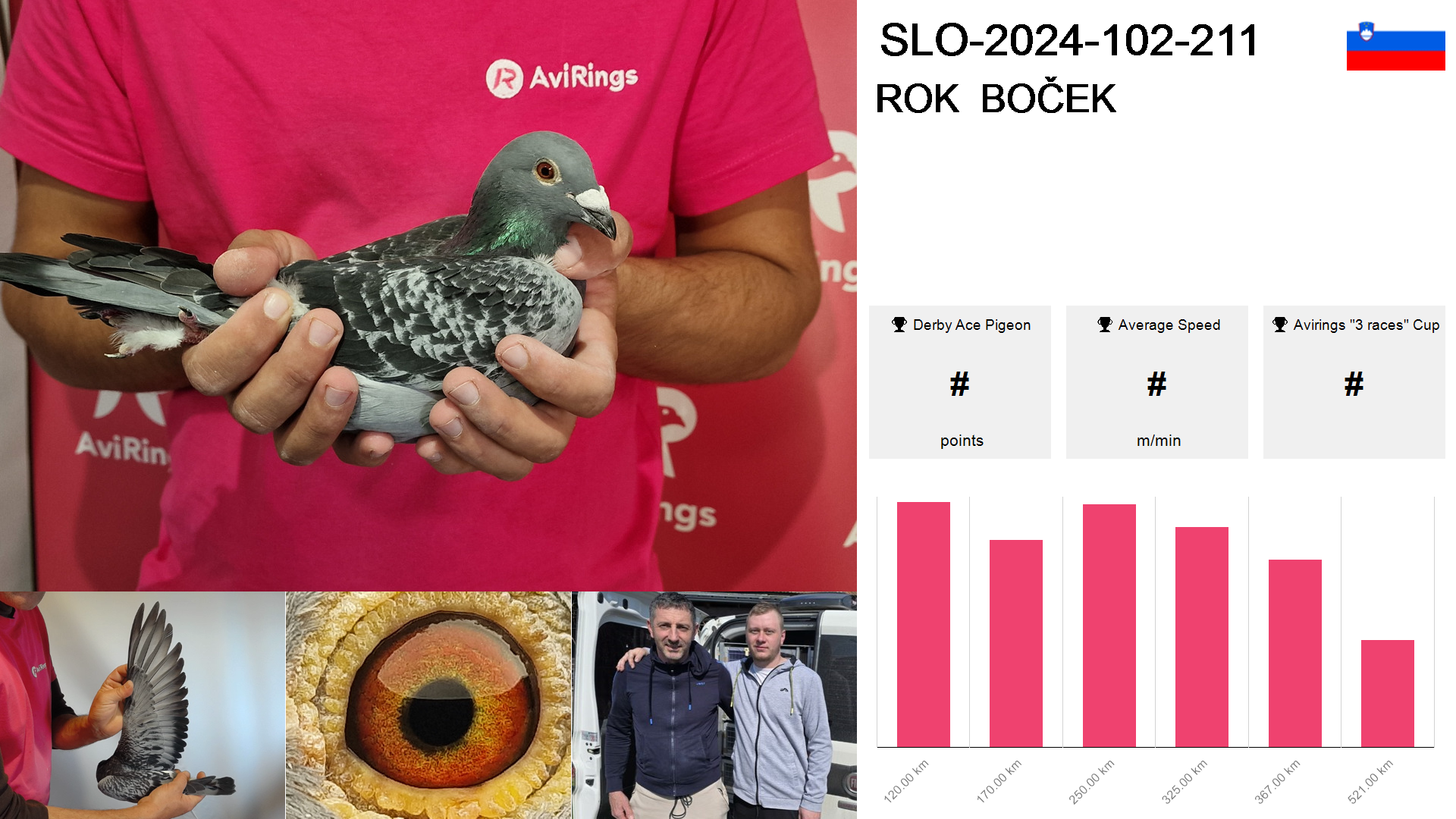 Pigeon summary image