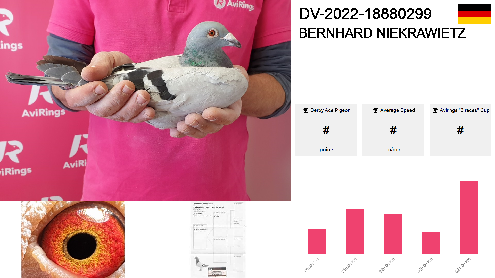 Pigeon summary image