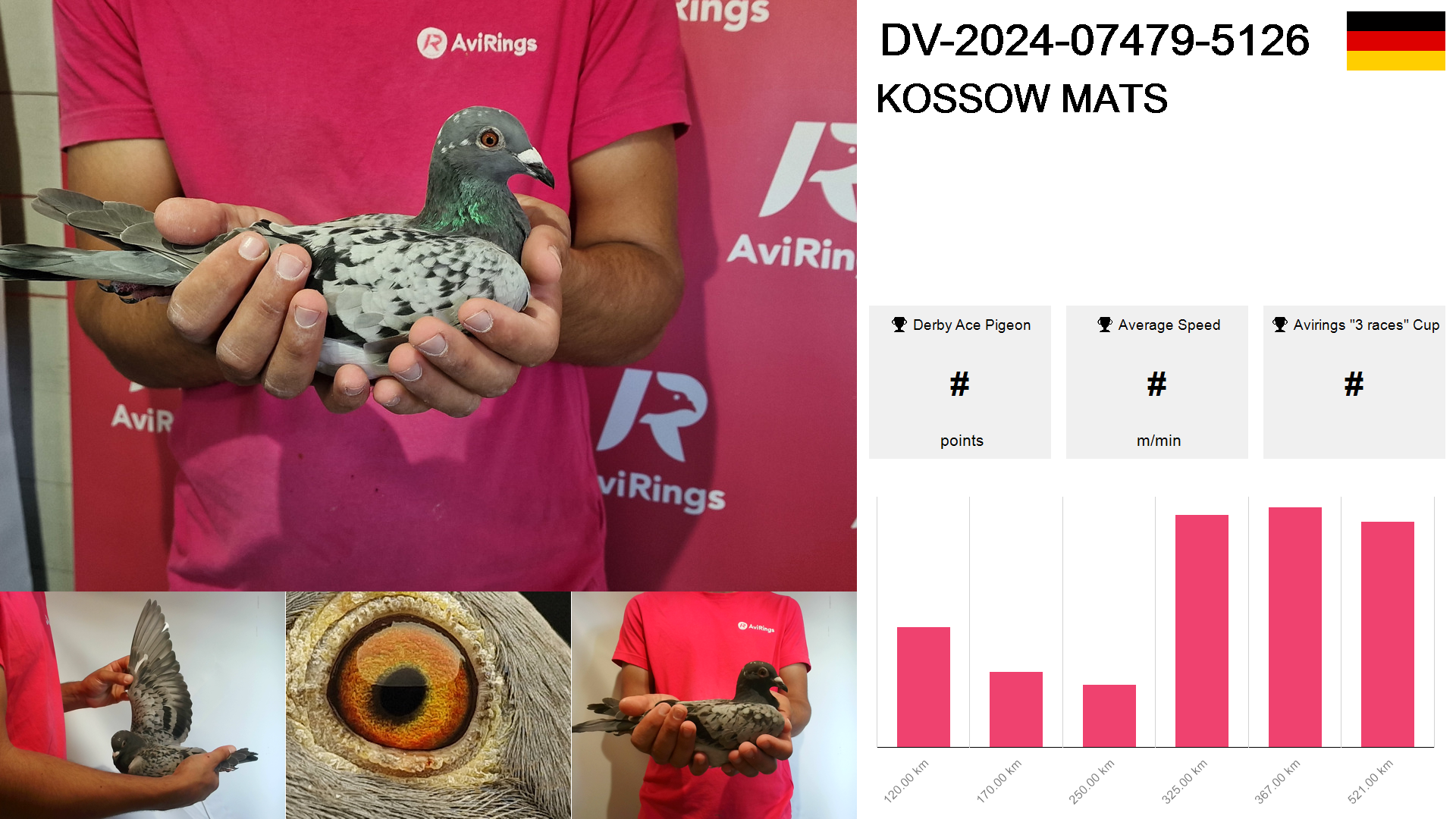 Pigeon summary image