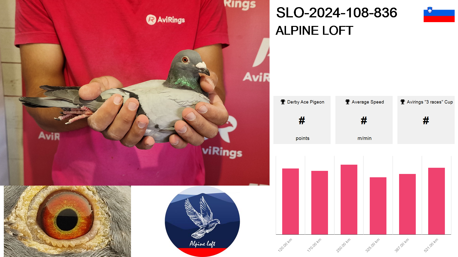 Pigeon summary image