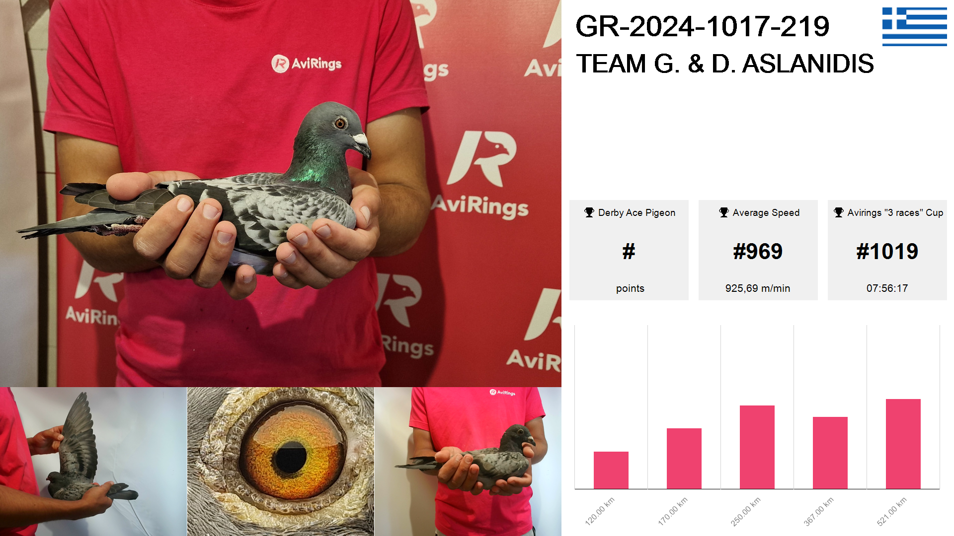 Pigeon summary image