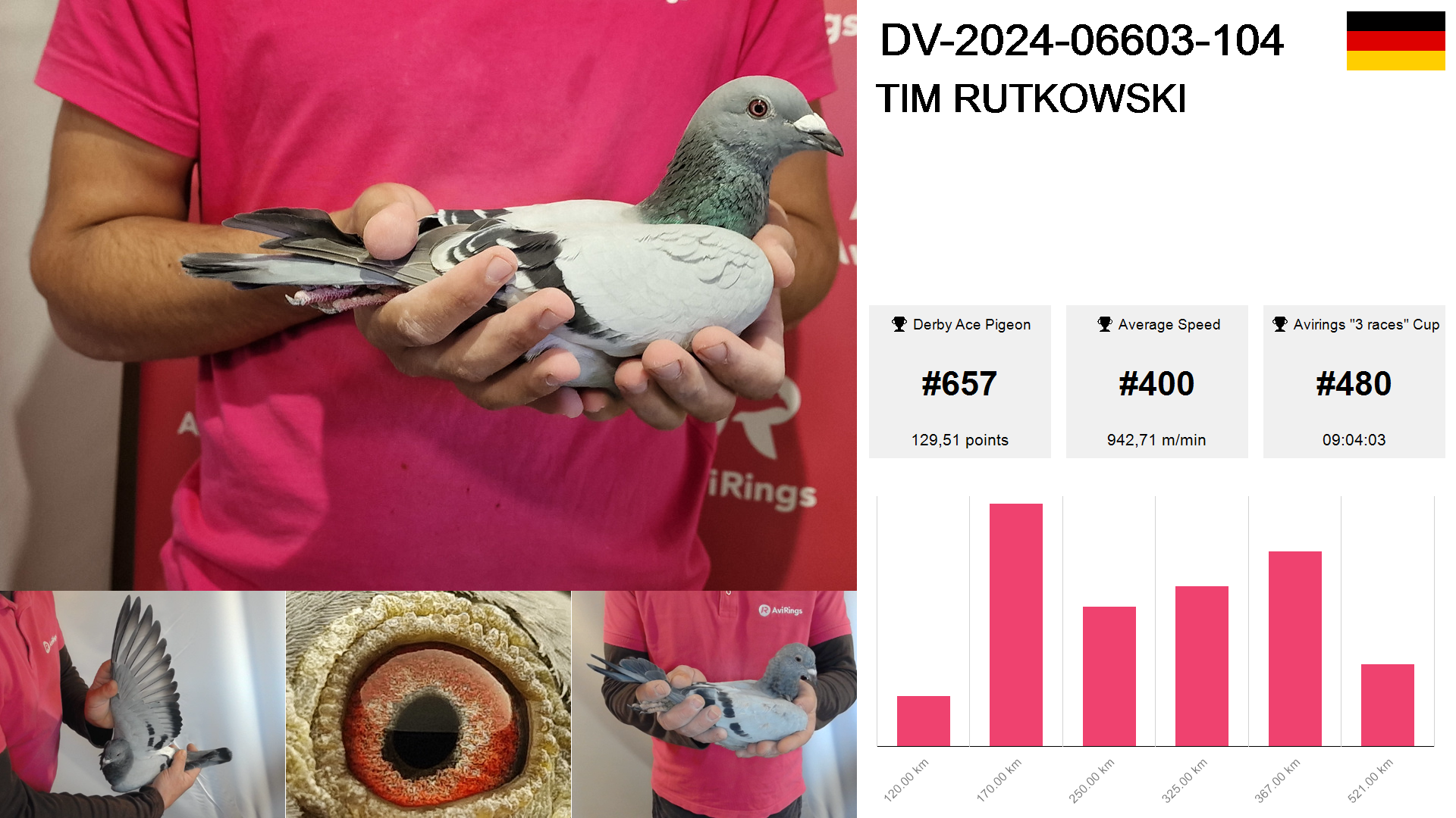 Pigeon summary image