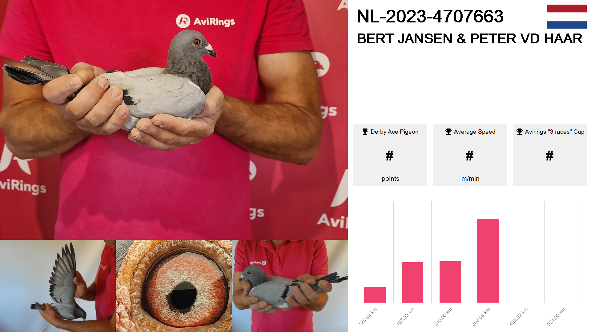 Pigeon summary image