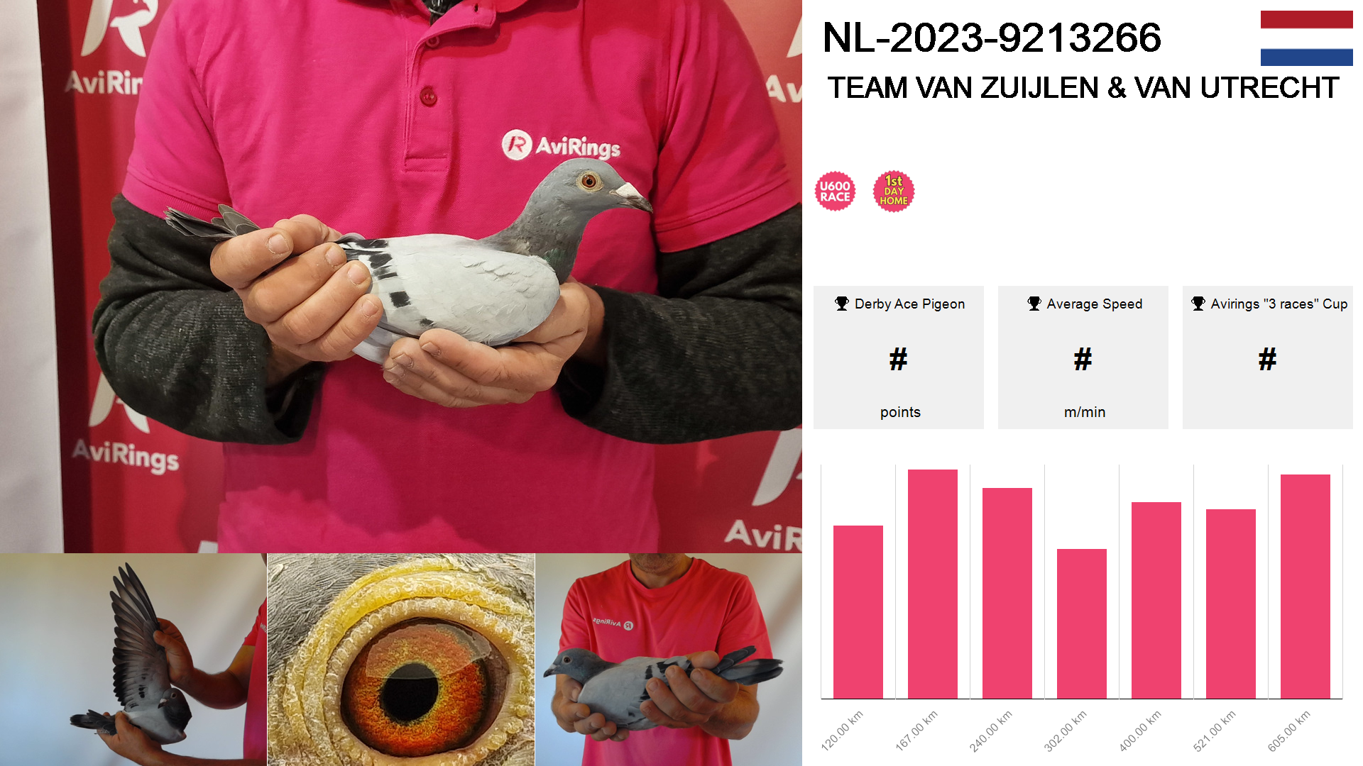 Pigeon summary image