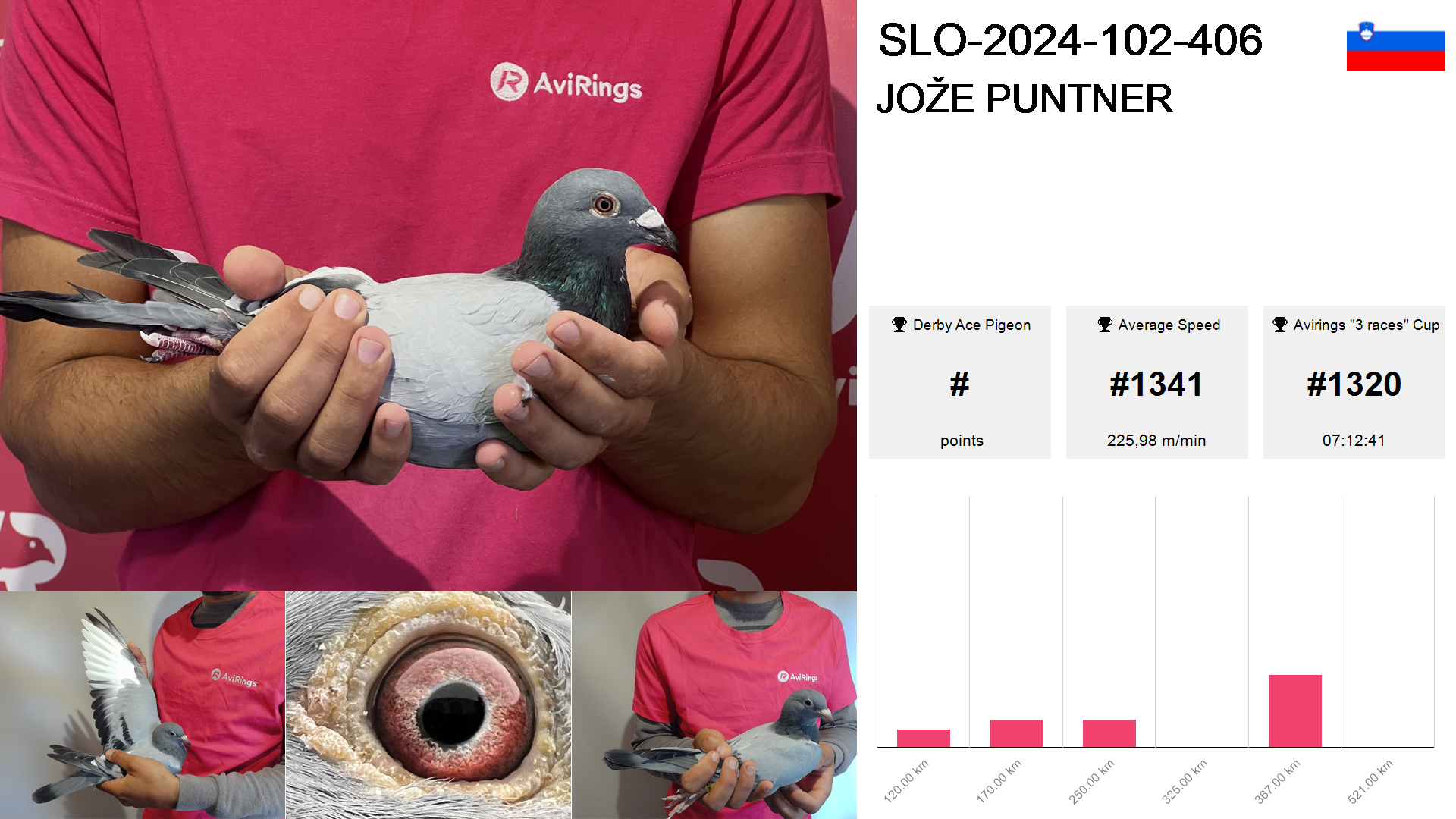 Pigeon summary image