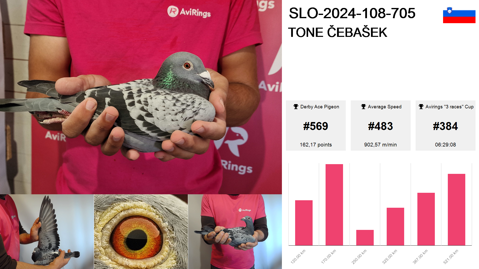 Pigeon summary image