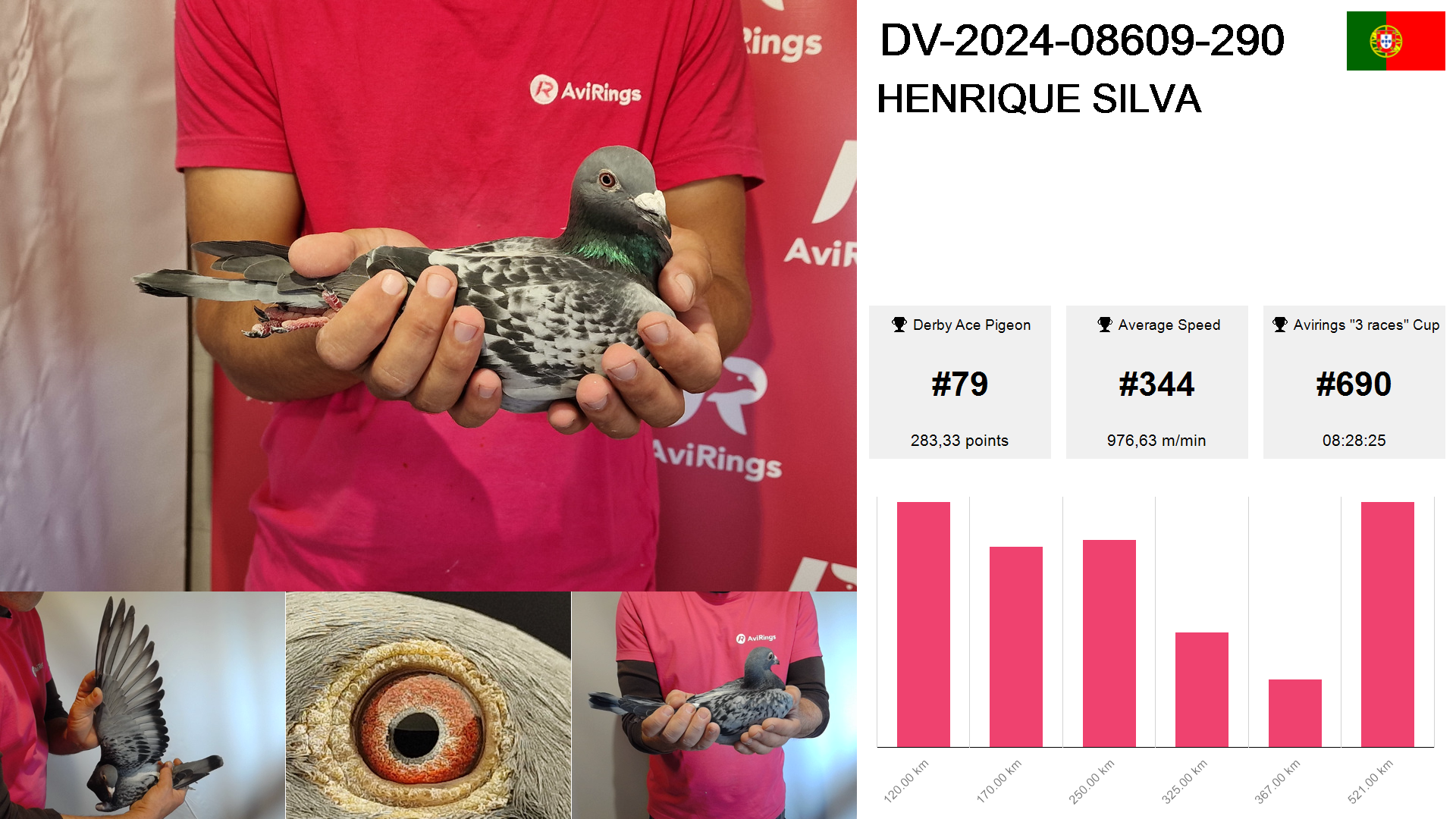 Pigeon summary image