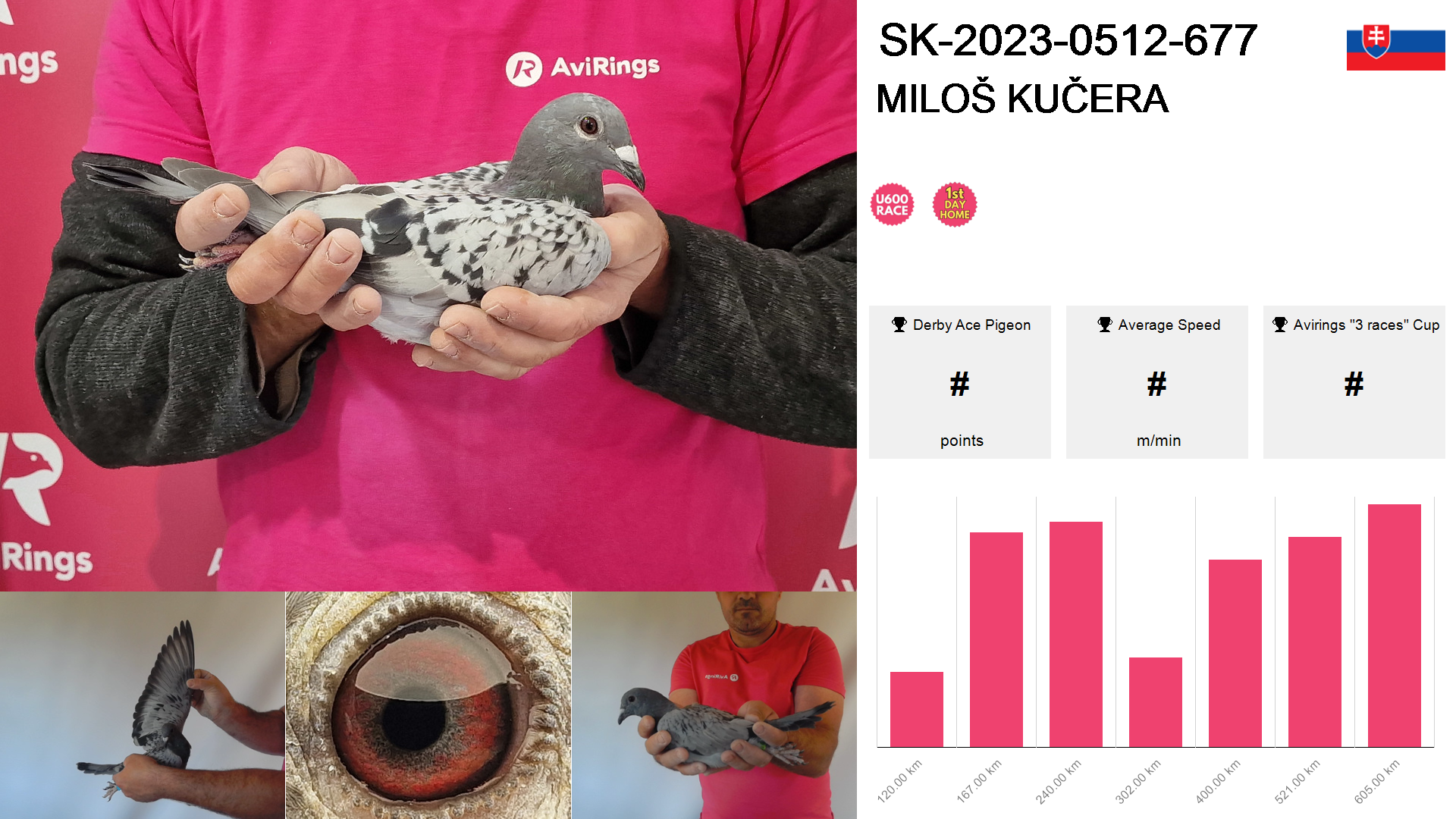 Pigeon summary image