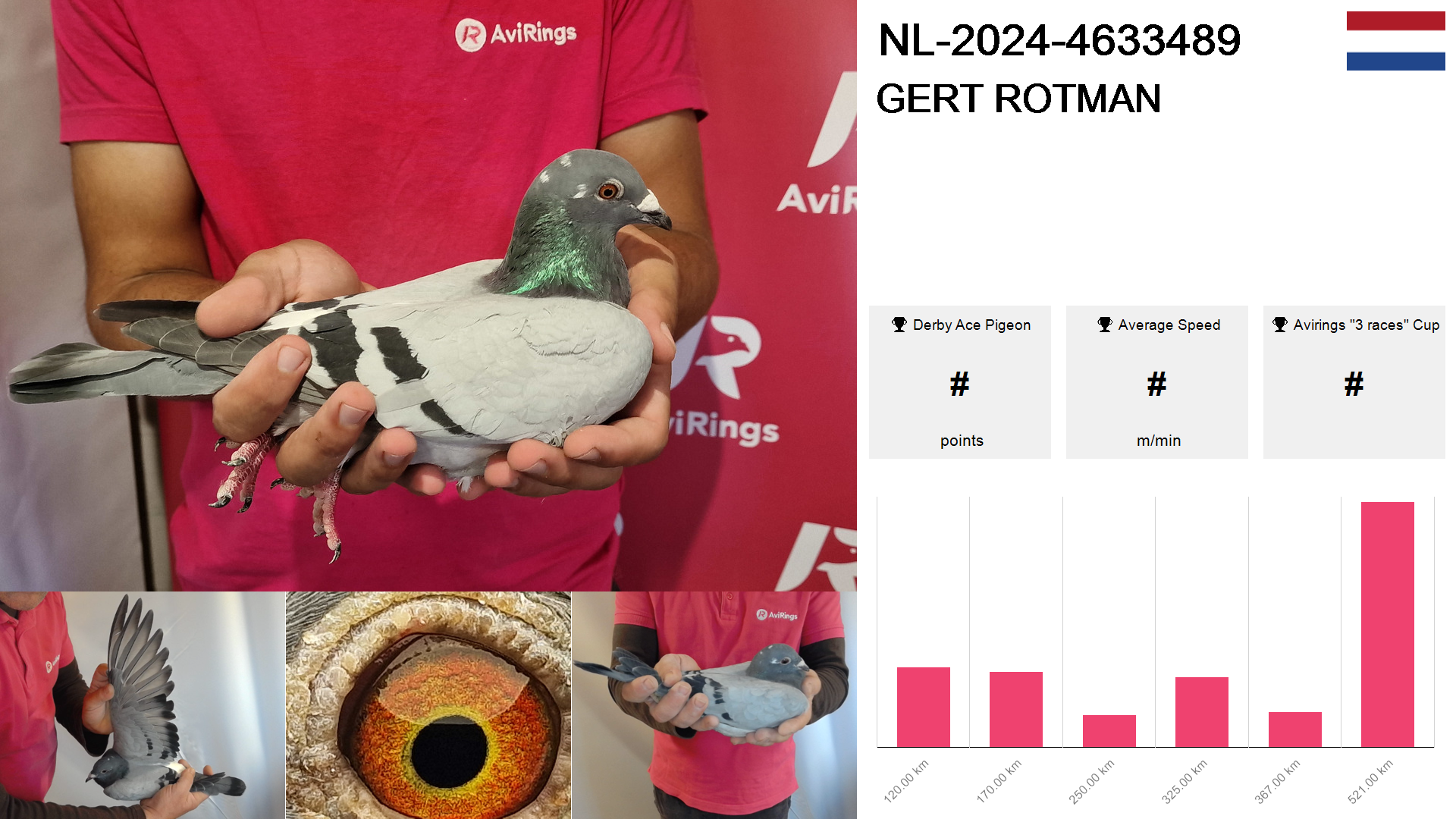 Pigeon summary image