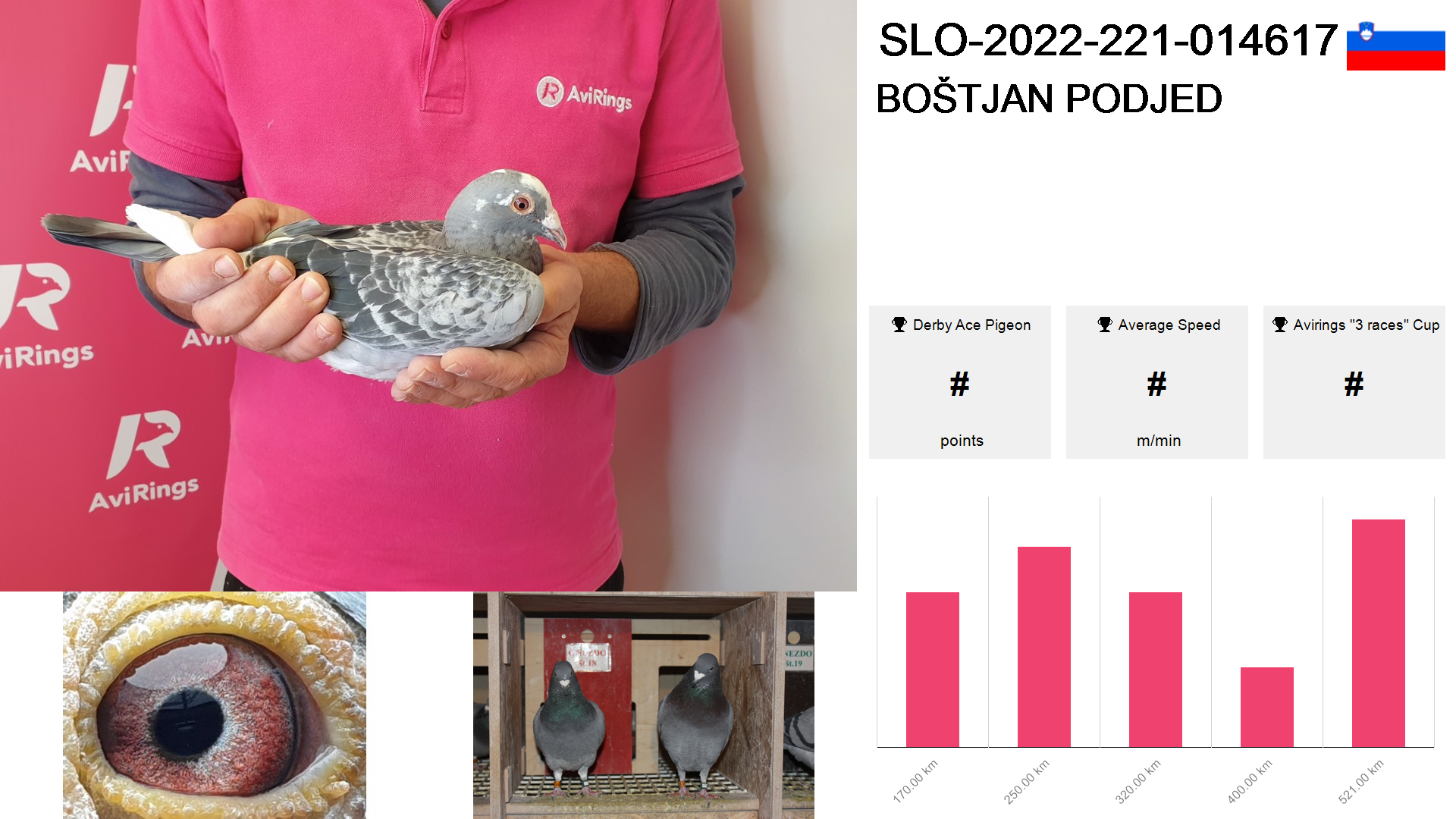 Pigeon summary image