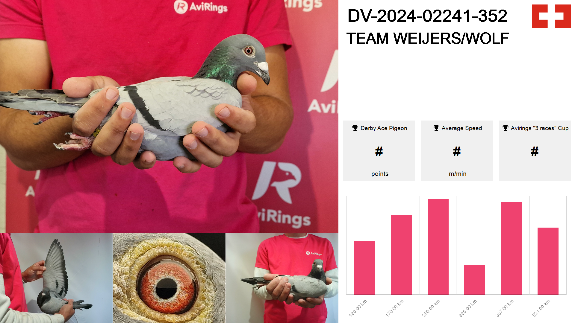 Pigeon summary image