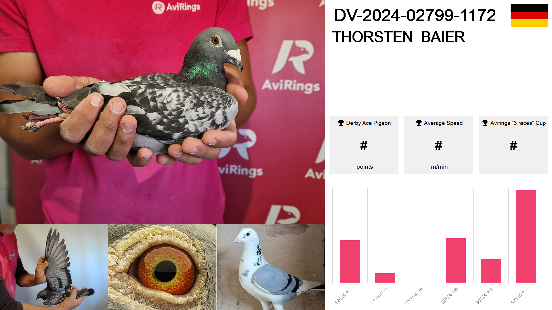 Pigeon summary image