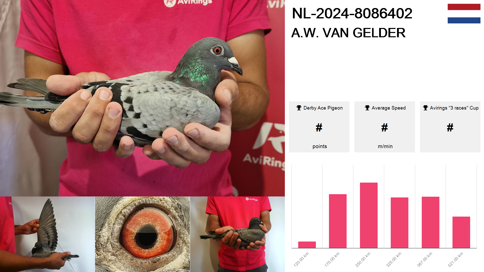 Pigeon summary image