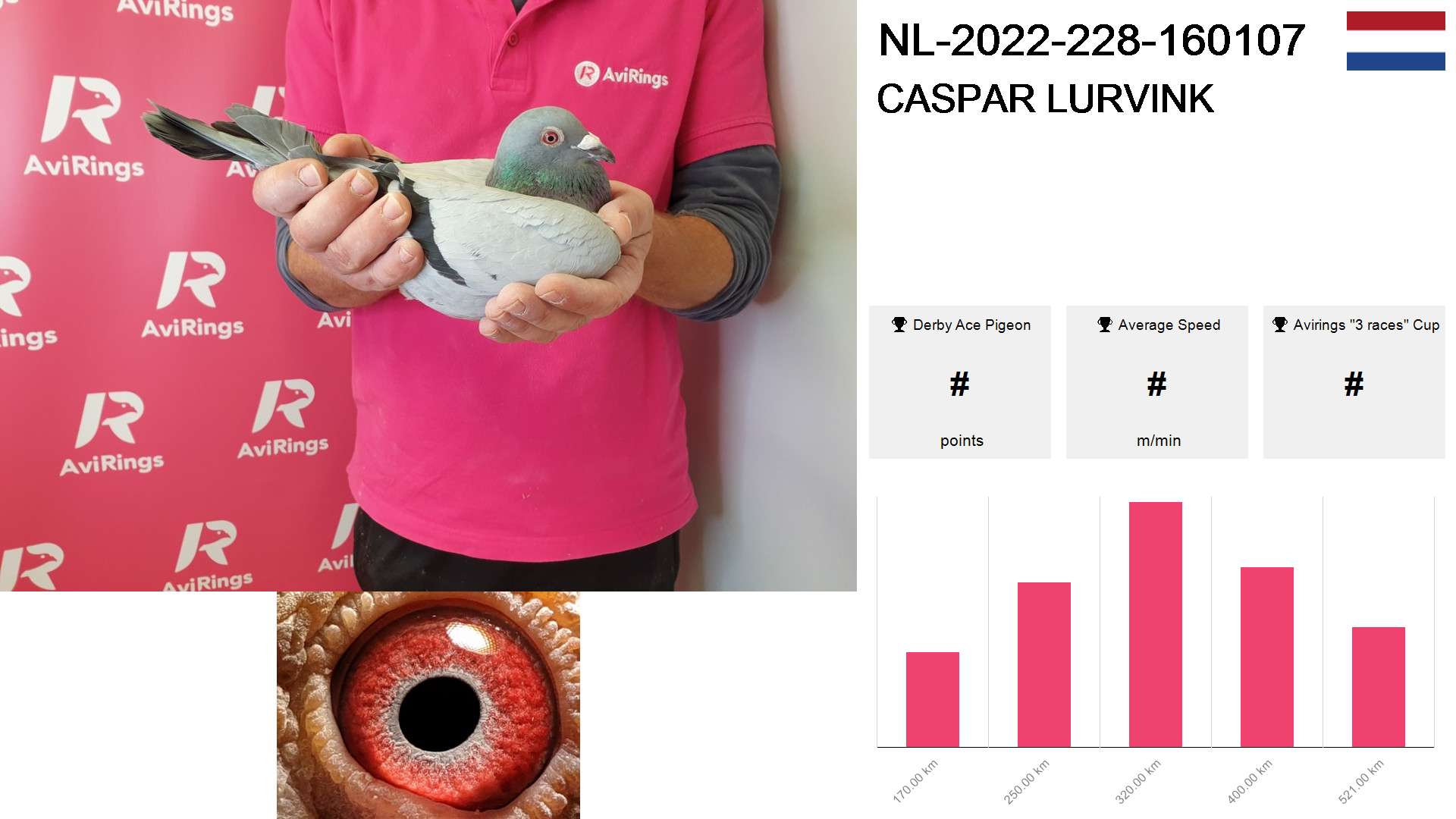 Pigeon summary image