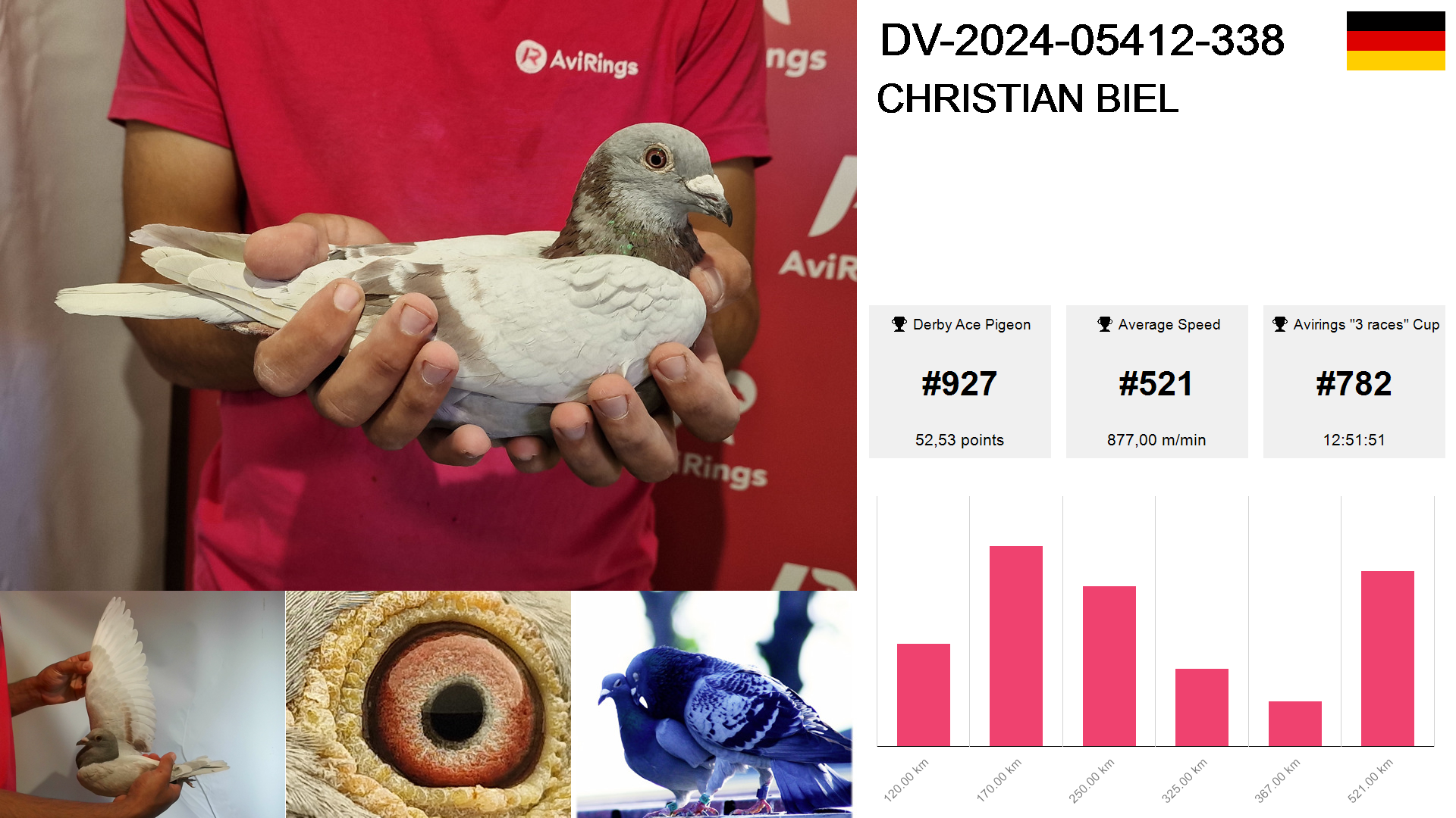 Pigeon summary image