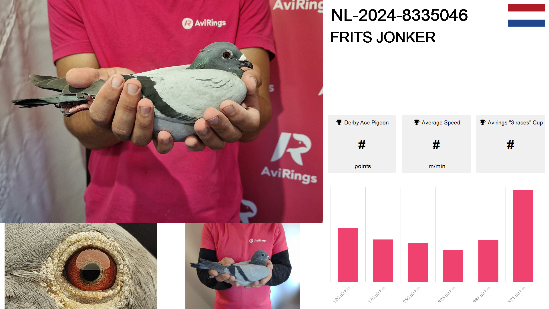 Pigeon summary image