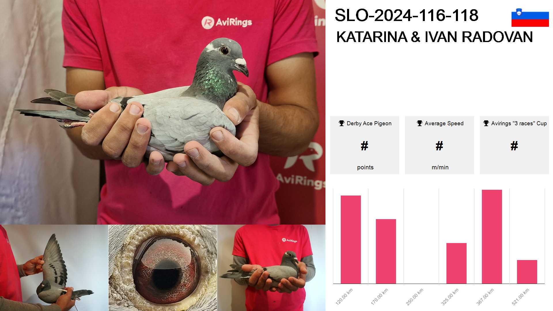 Pigeon summary image