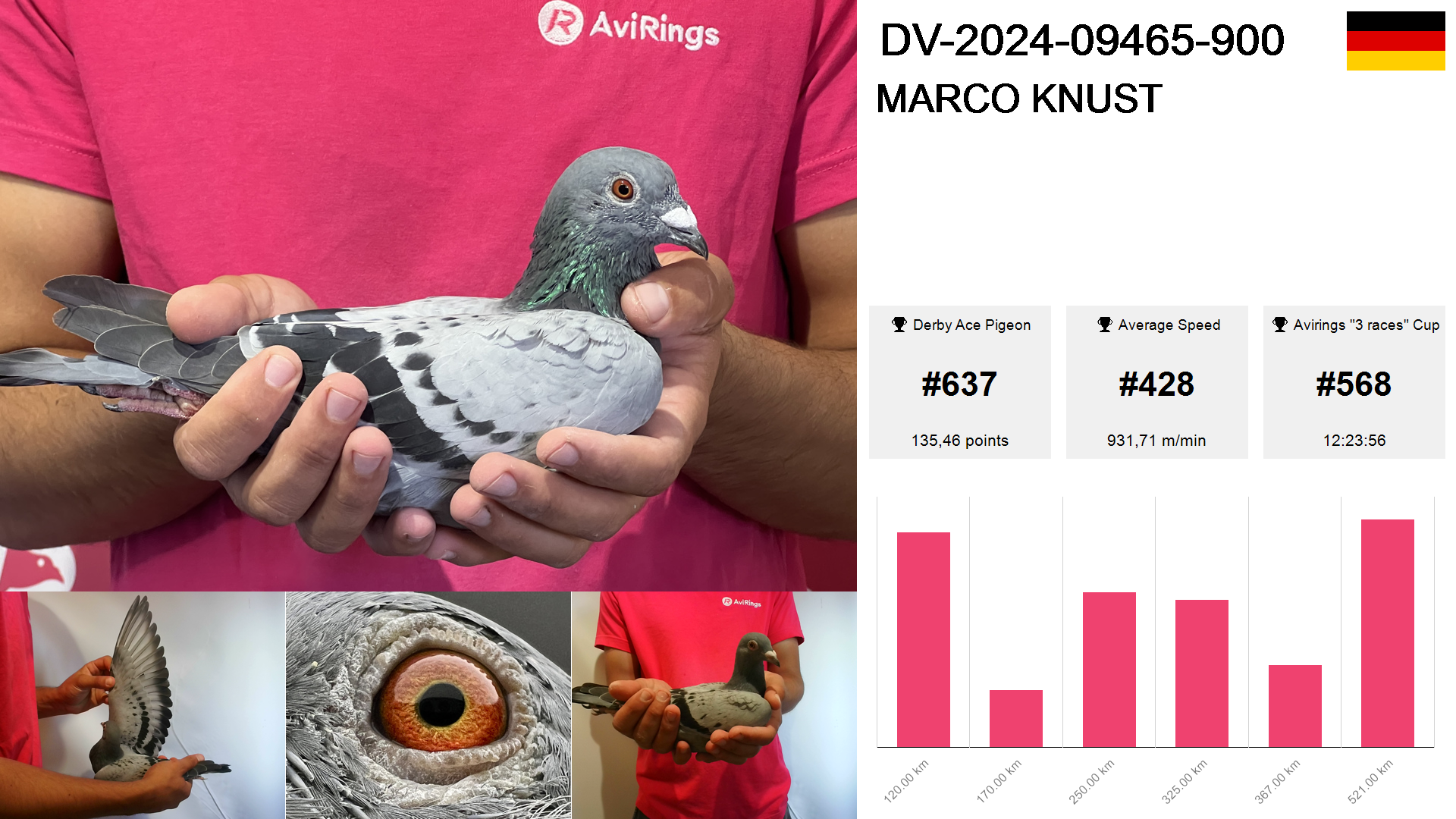 Pigeon summary image